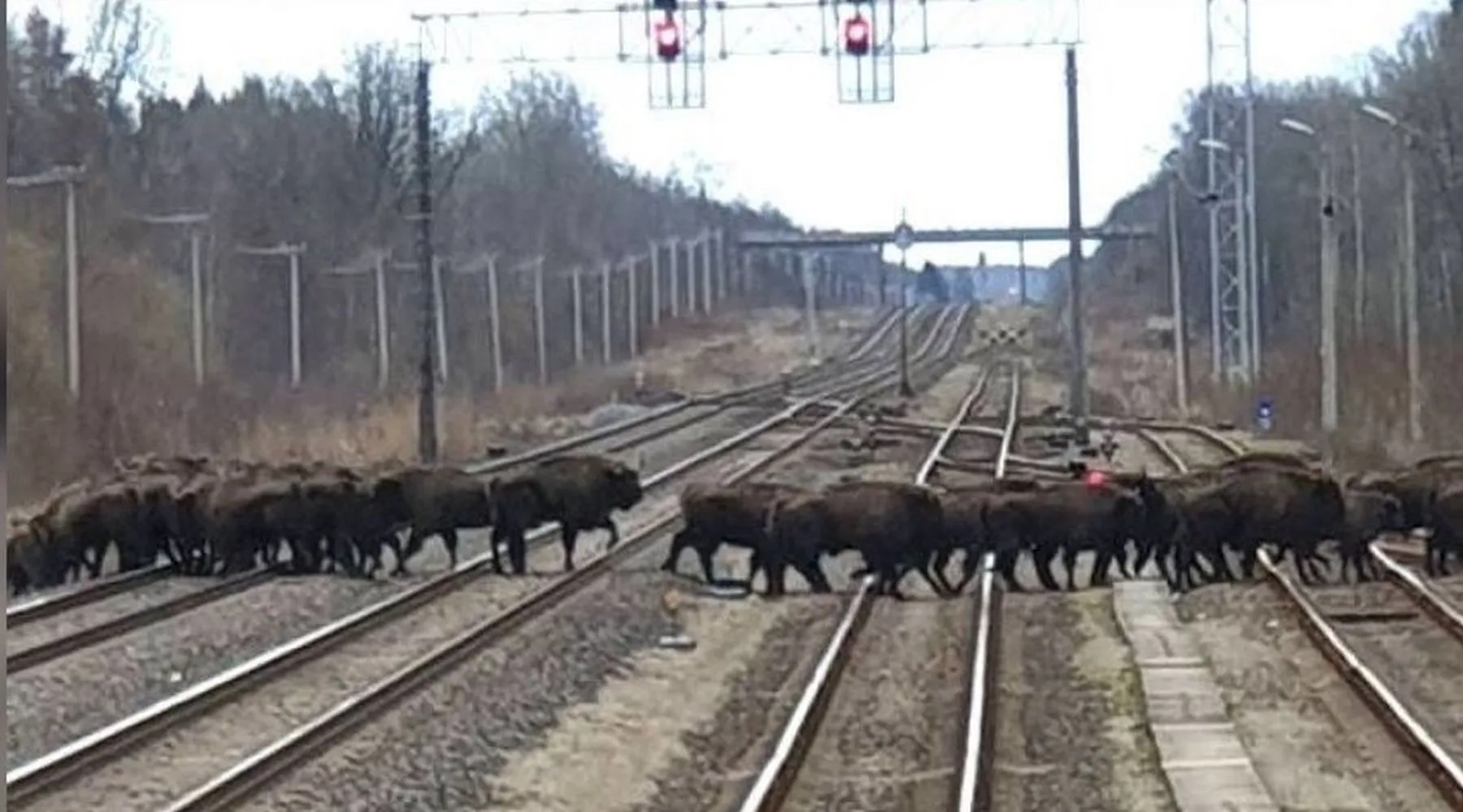 Stumbrai ant geležinkelio bėgių