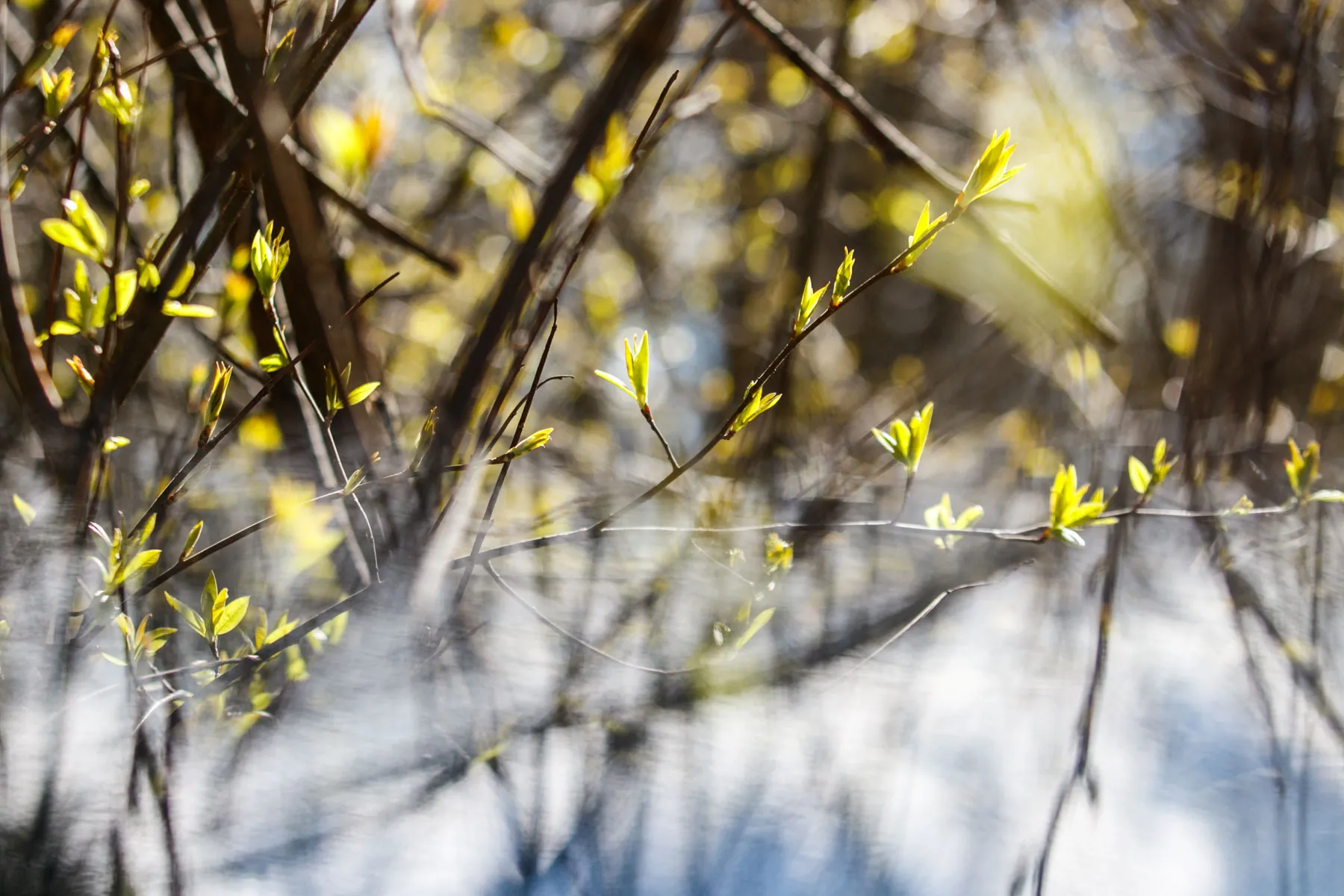 Pavasariškas oras Kaune
