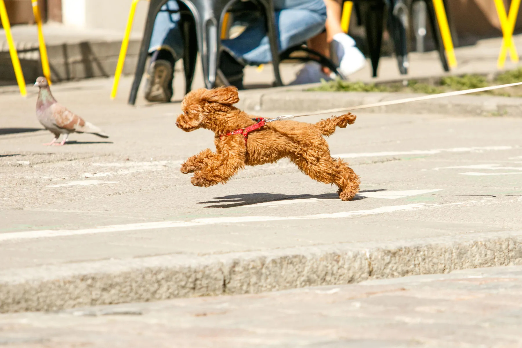 Pavasario šiluma užplūdo miestą, šuo