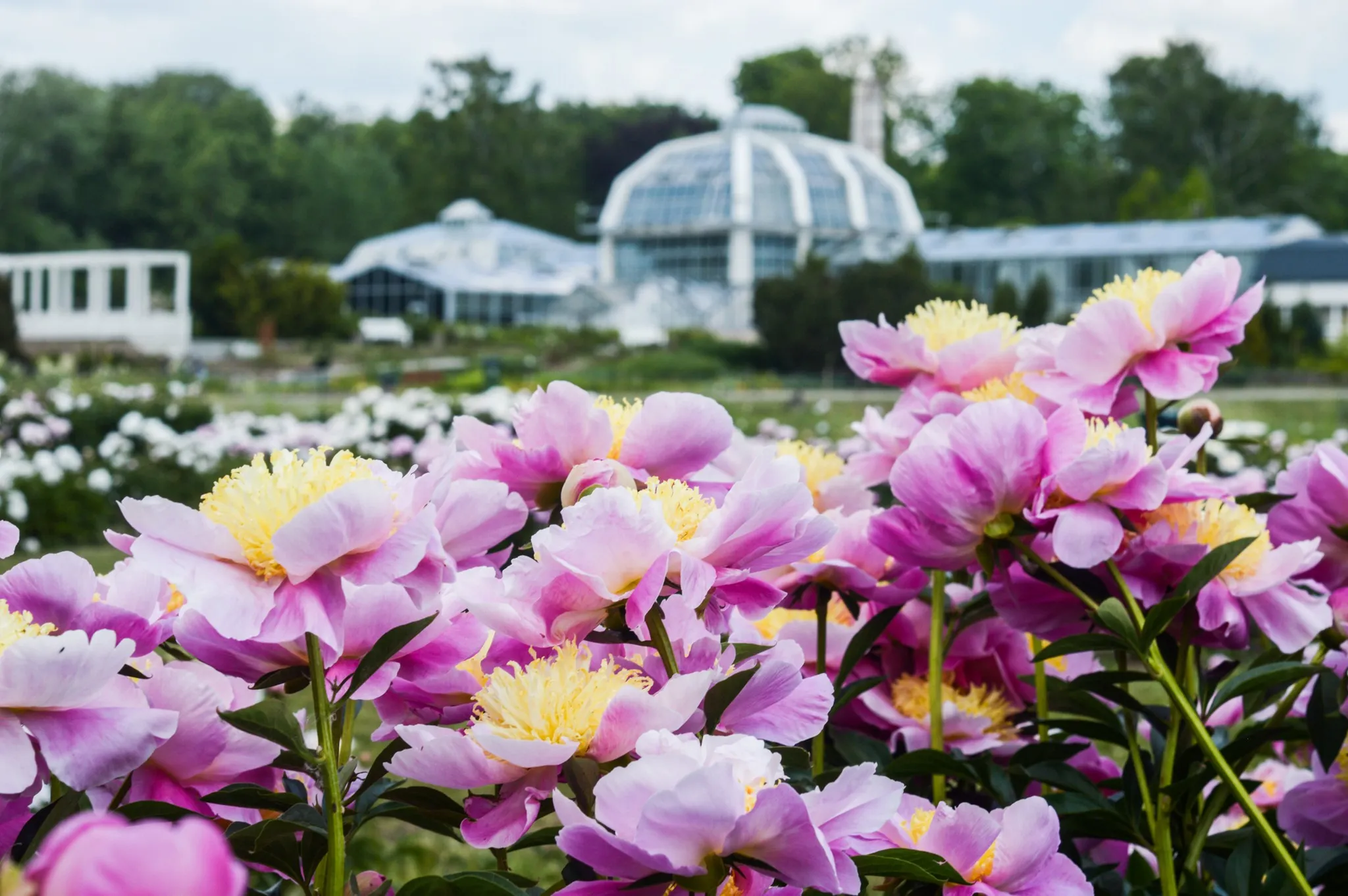 Baltažiedis bijūnas (paeonia lactiflora) „Eva“