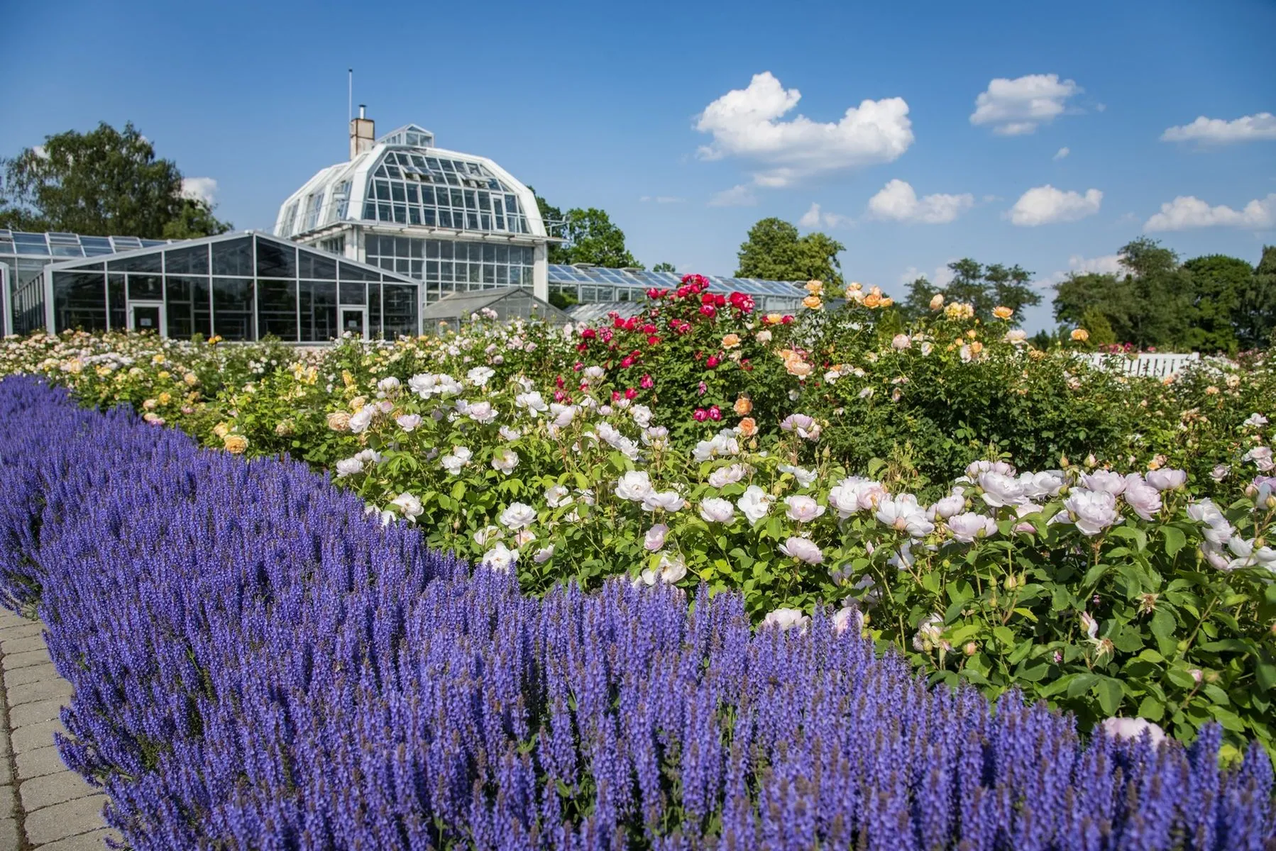 VDU Botanikos sodo rožynas