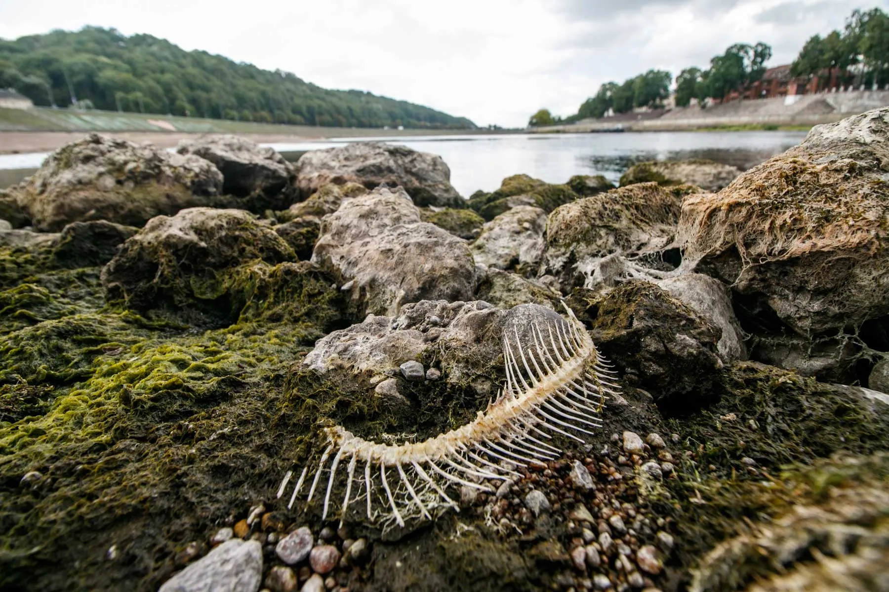 Kaune nusekęs Nemunas