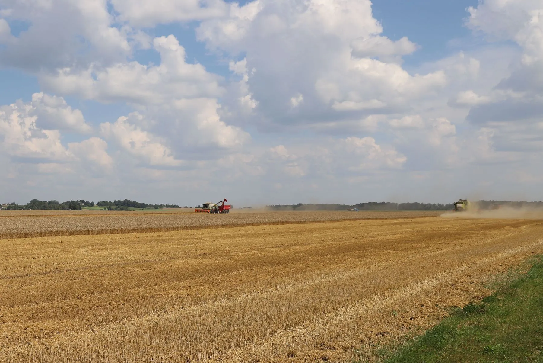 Javų laukas Čekiškėje, pasėliai, žemės ūkis