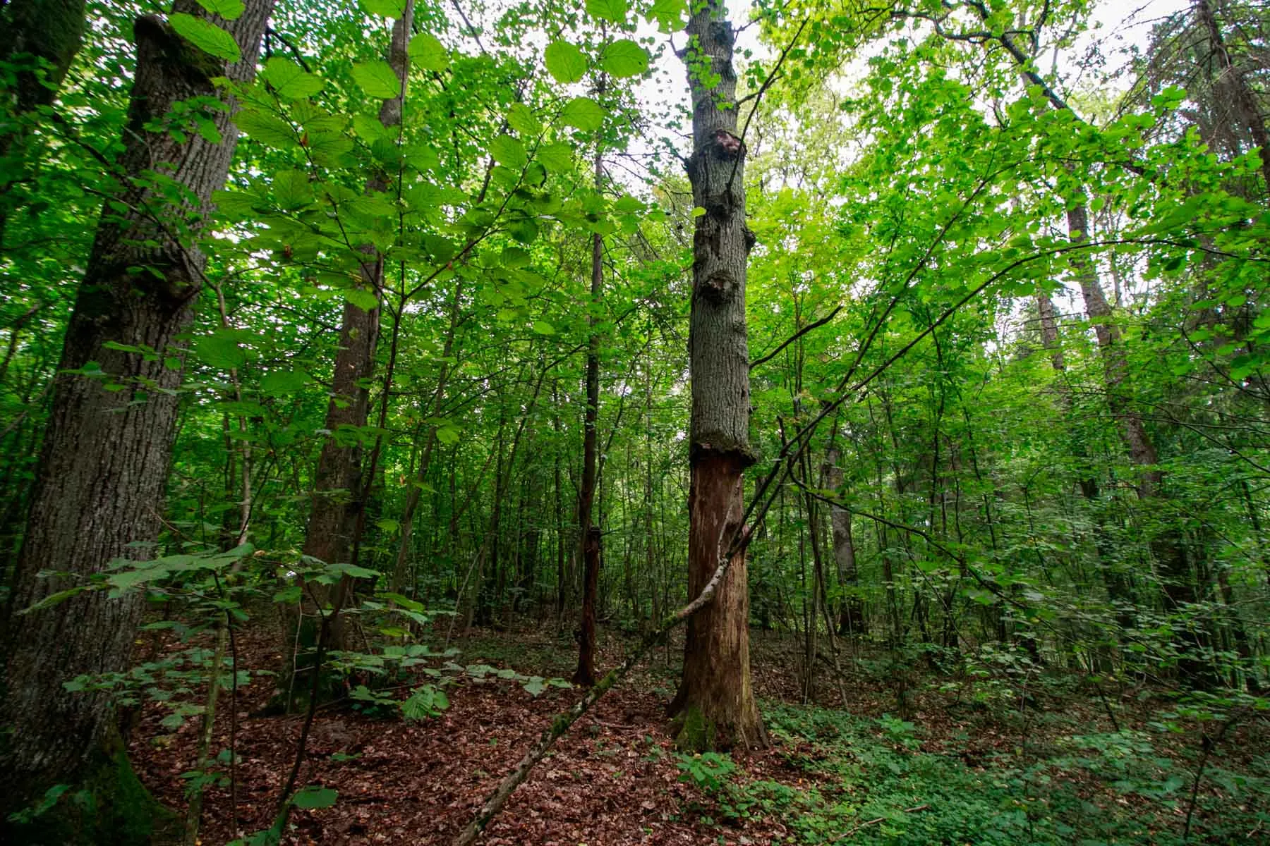 Kleboniškio miškas, kur rastas nužudyto vyro kūnas
