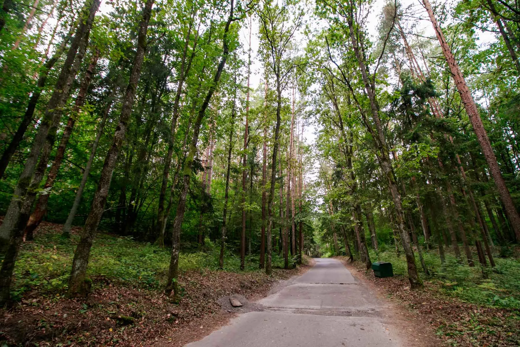 Kleboniškio miškas