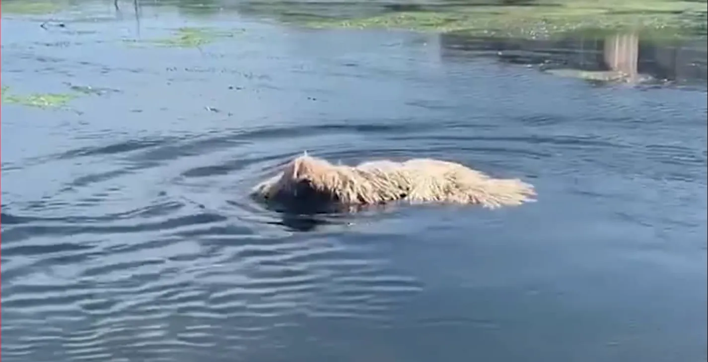 Komondorų veislės šuo Hanga