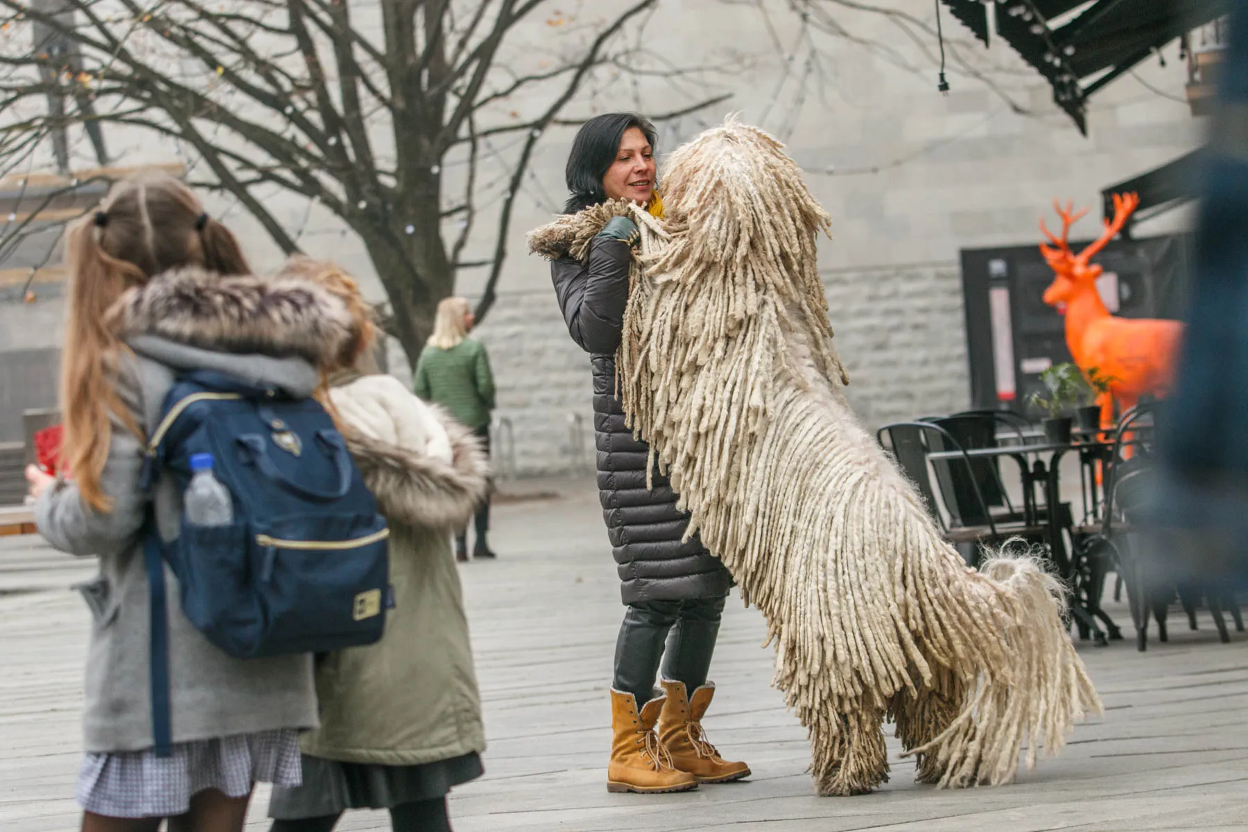 Išskirtinis Komondorų veislės šuo