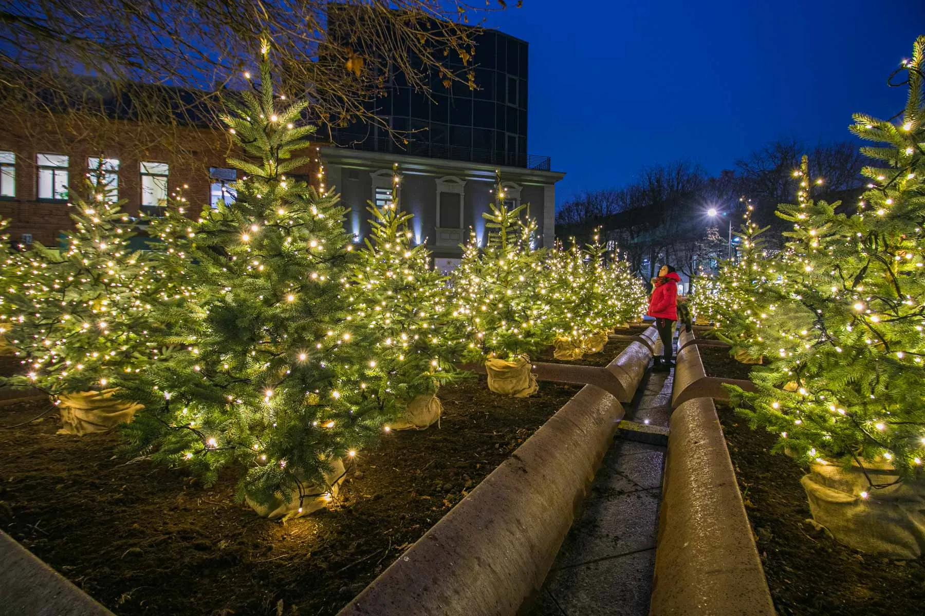 Eglutės prie miesto savivaldybės
