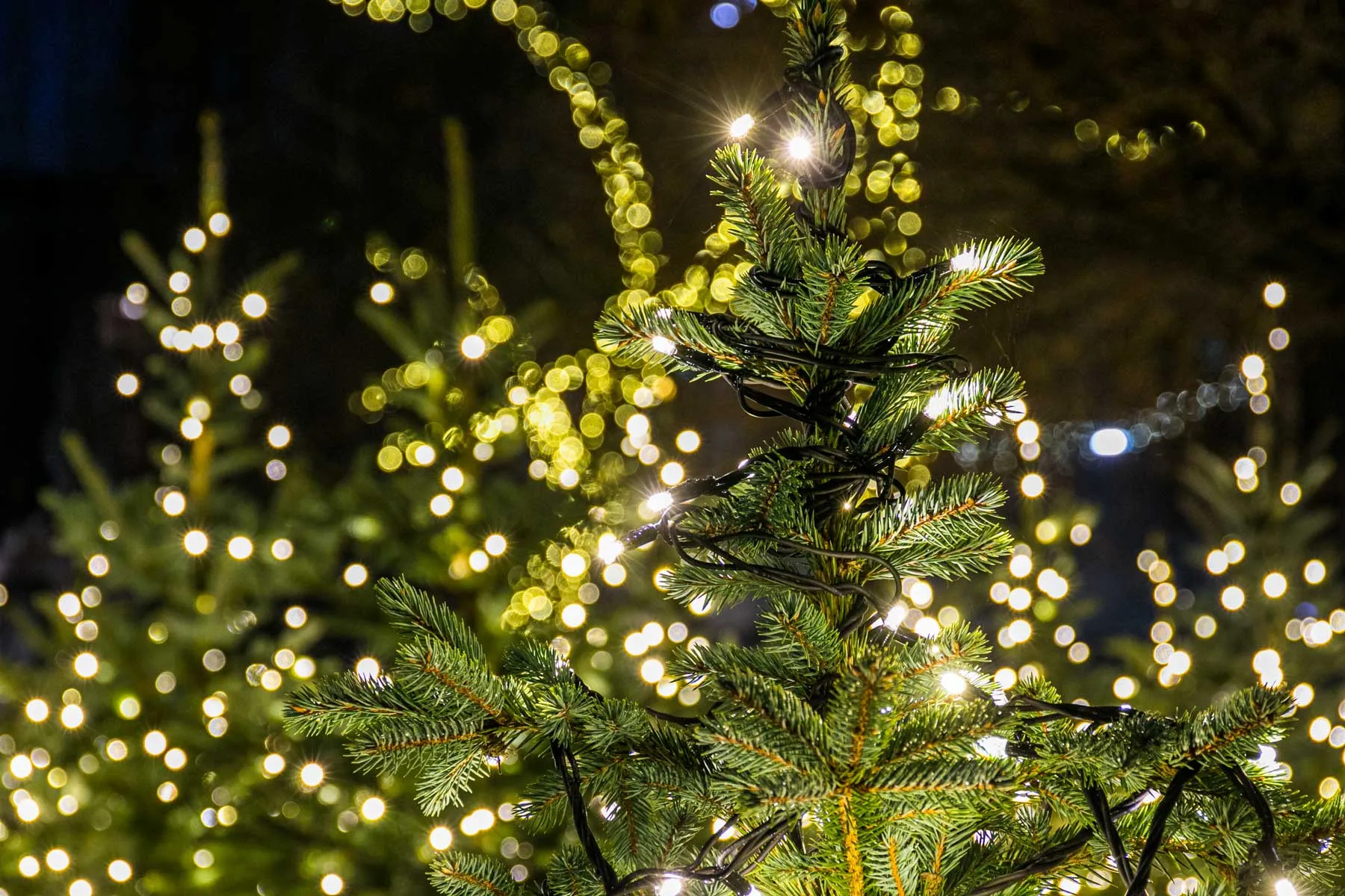 Eglutės prie miesto savivaldybės