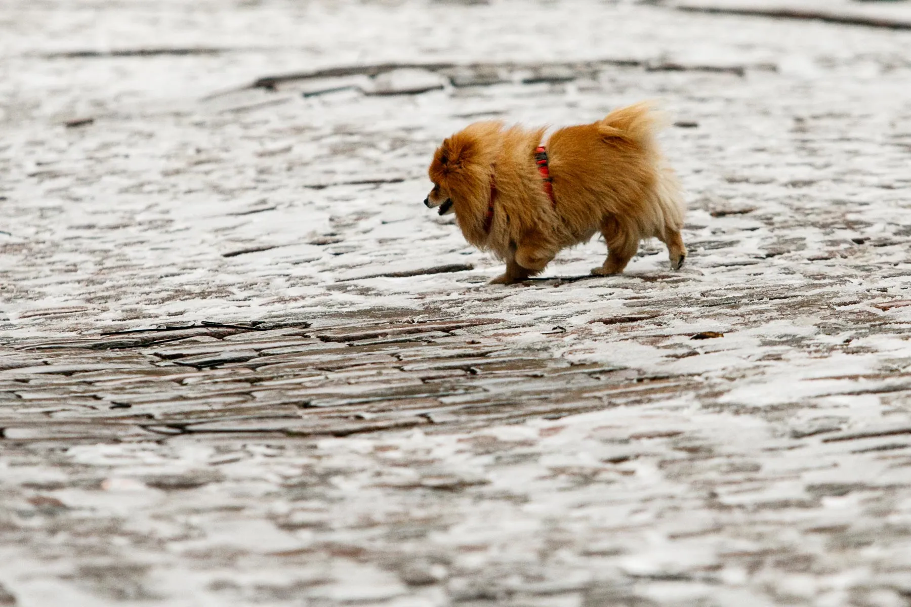 Kauną apklojo sniegas