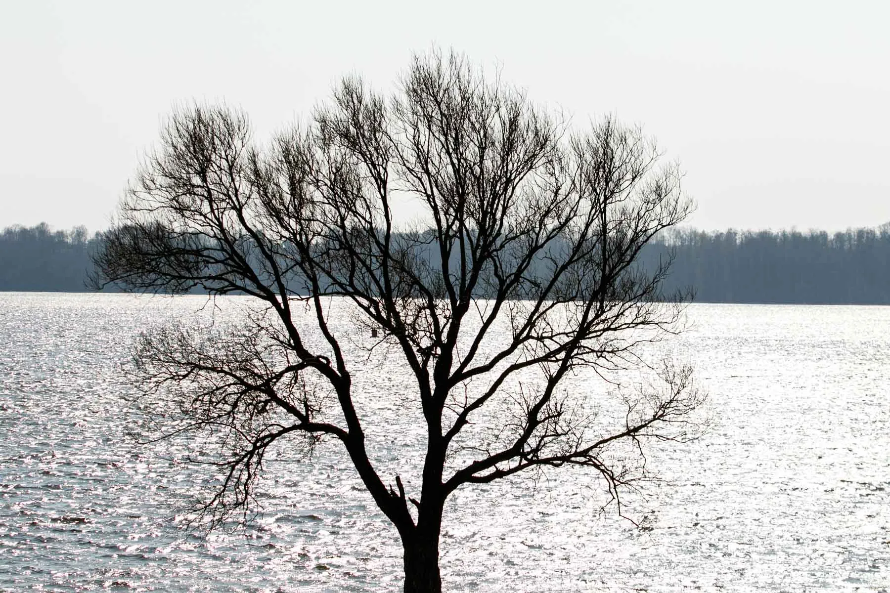 Kauniečiai mėgaujasi pavasarišku oru