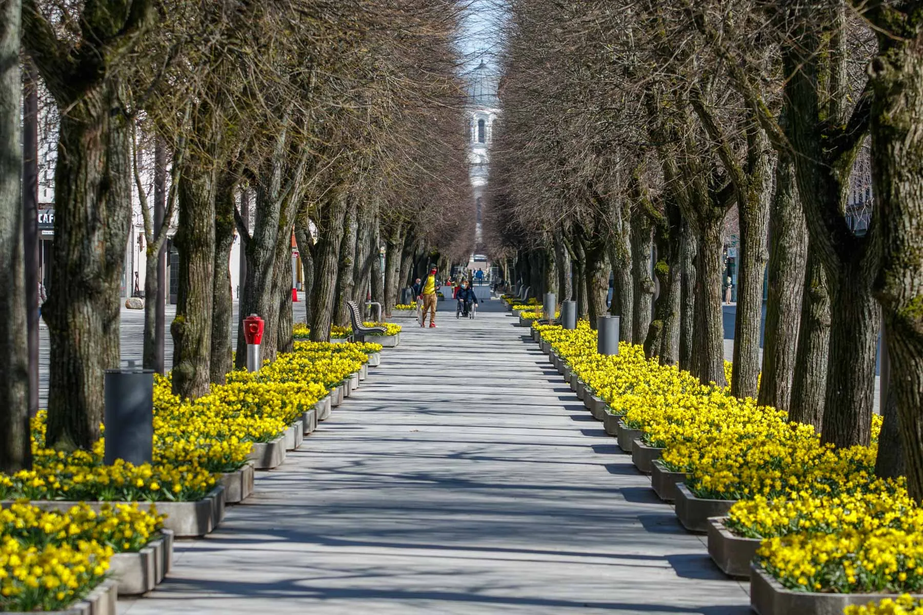 Narcizai Laisvės alėjoje