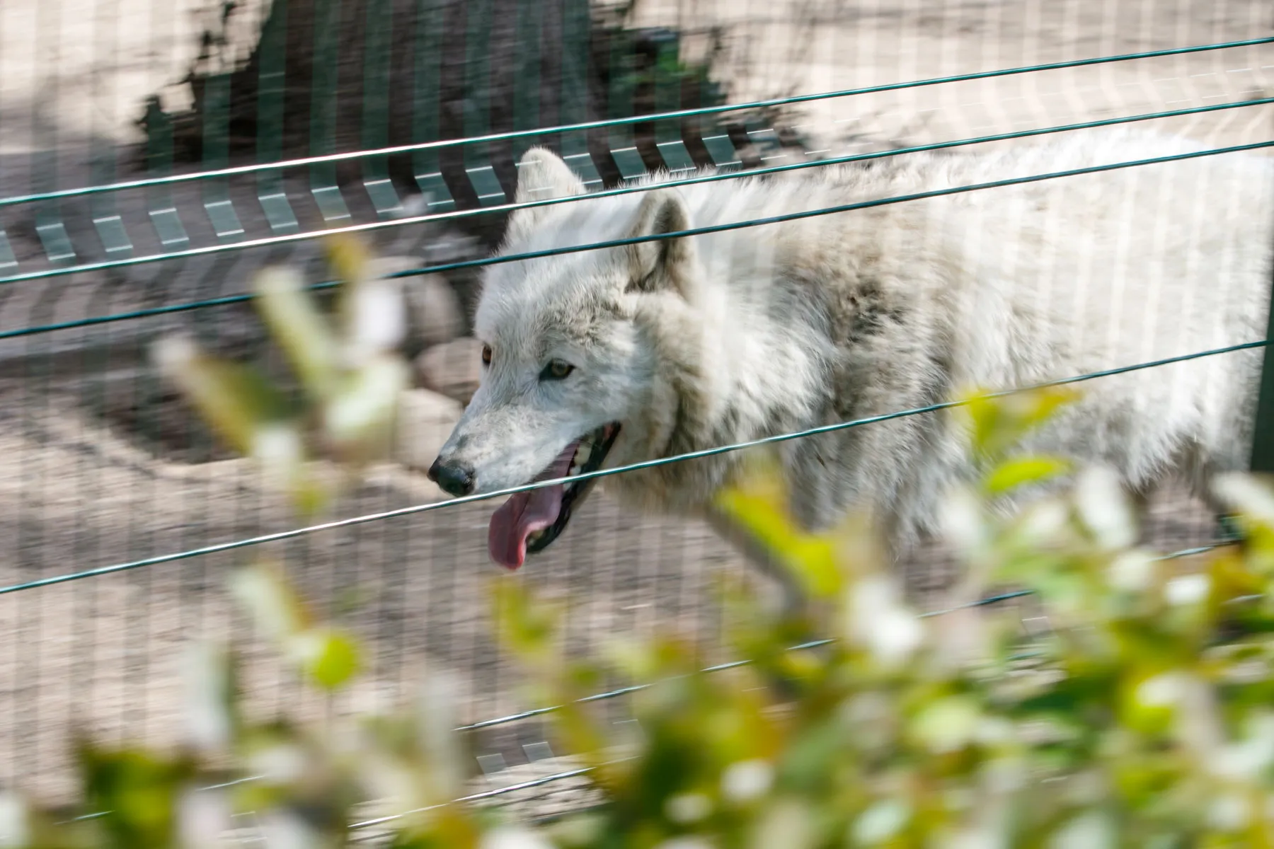 Zoologijos sodo rekonstrukcijos pristatymas