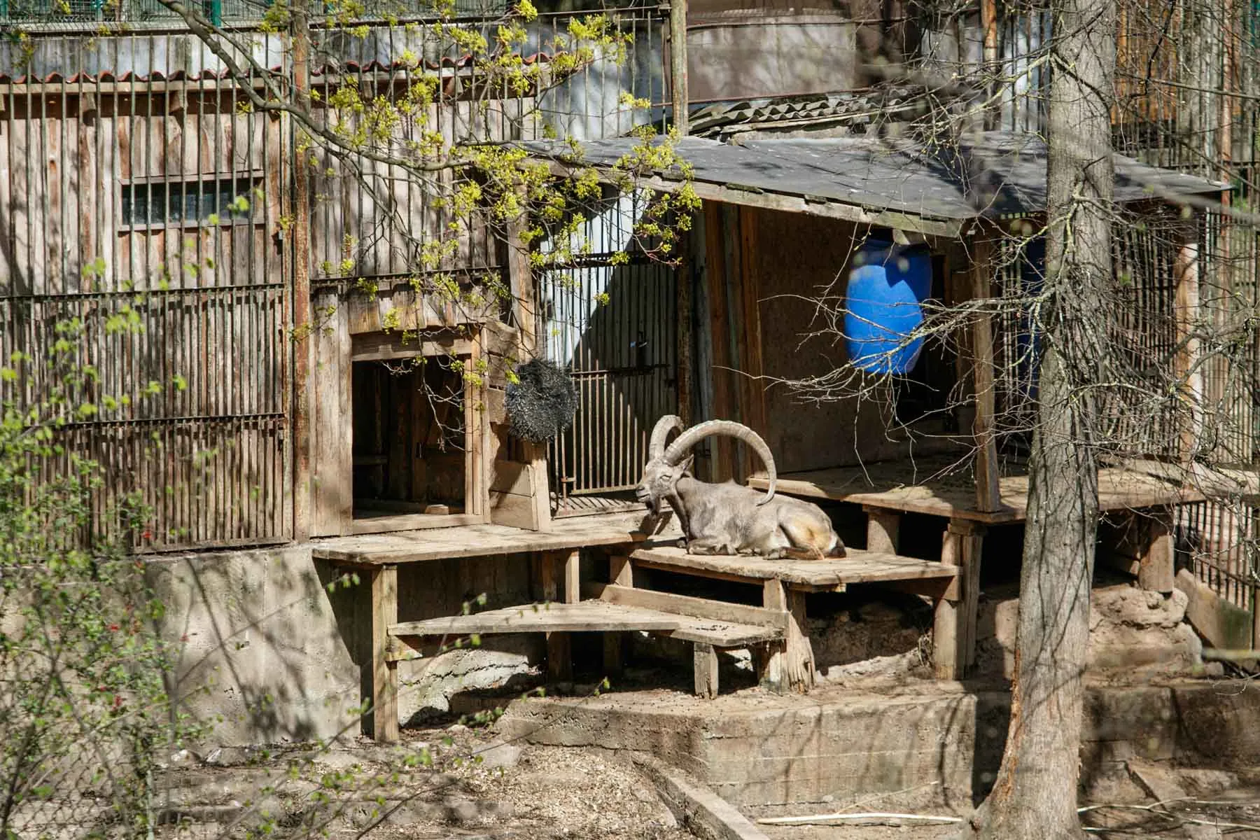 Zoologijos sodo rekonstrukcijos pristatymas