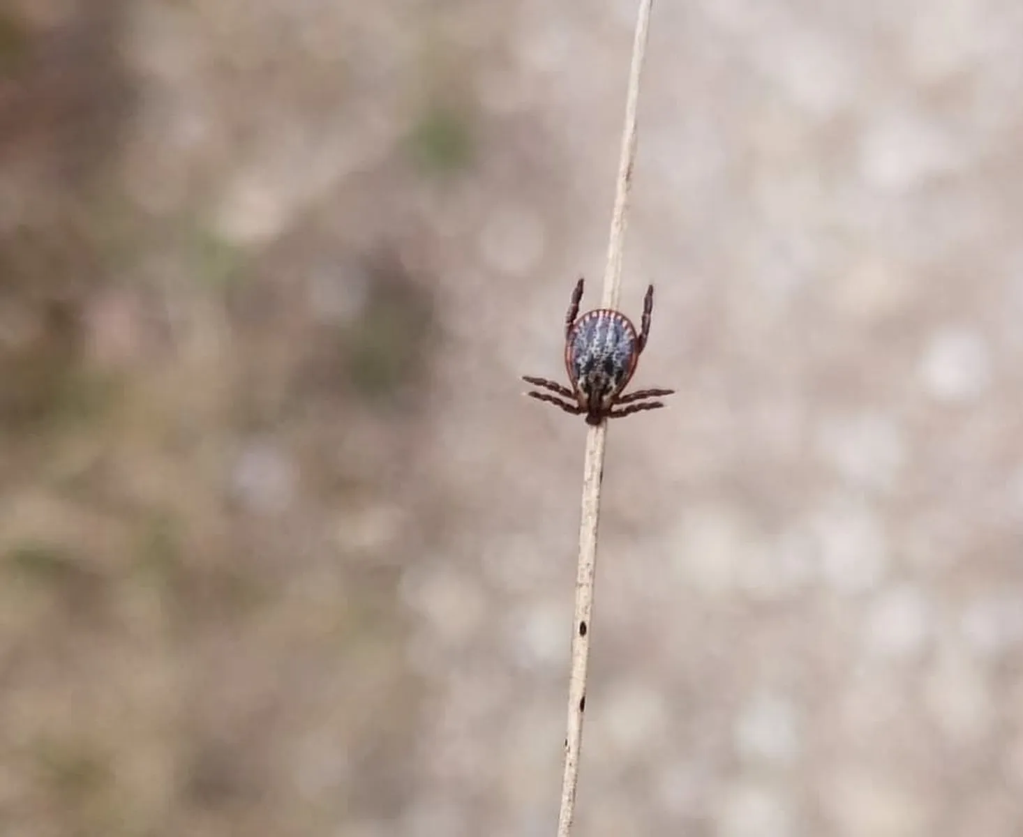 Erkė / E. Širvytės nuotr.