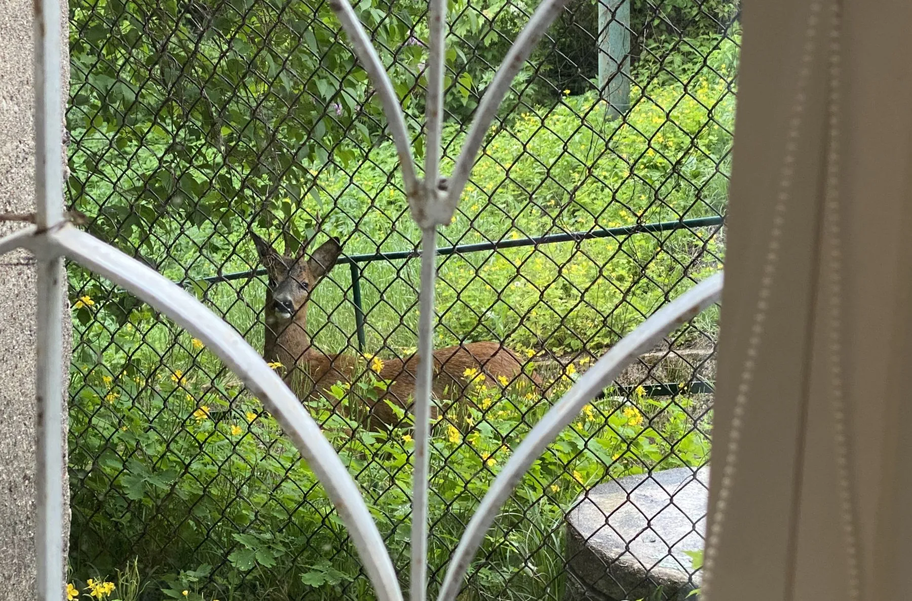 Prie Žaliakalnio funikulieriaus blaškosi stirna