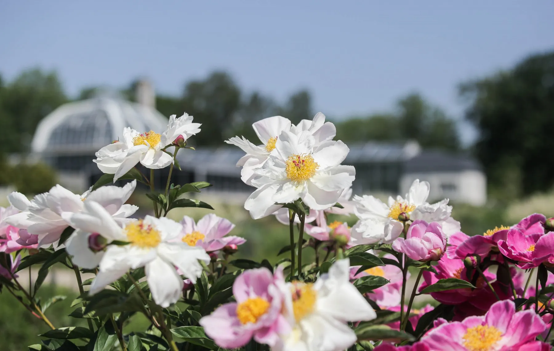 Bijūnų žydėjimas Kauno Botanikos sode