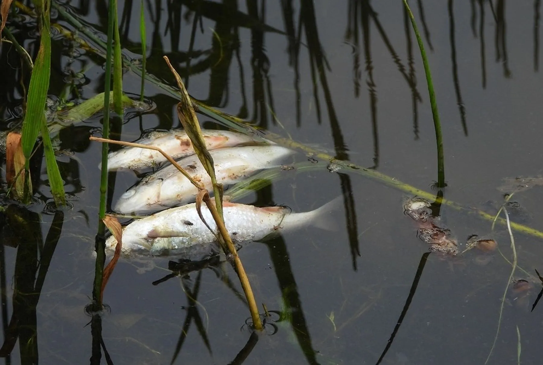 Negyvos žuvys Nemune