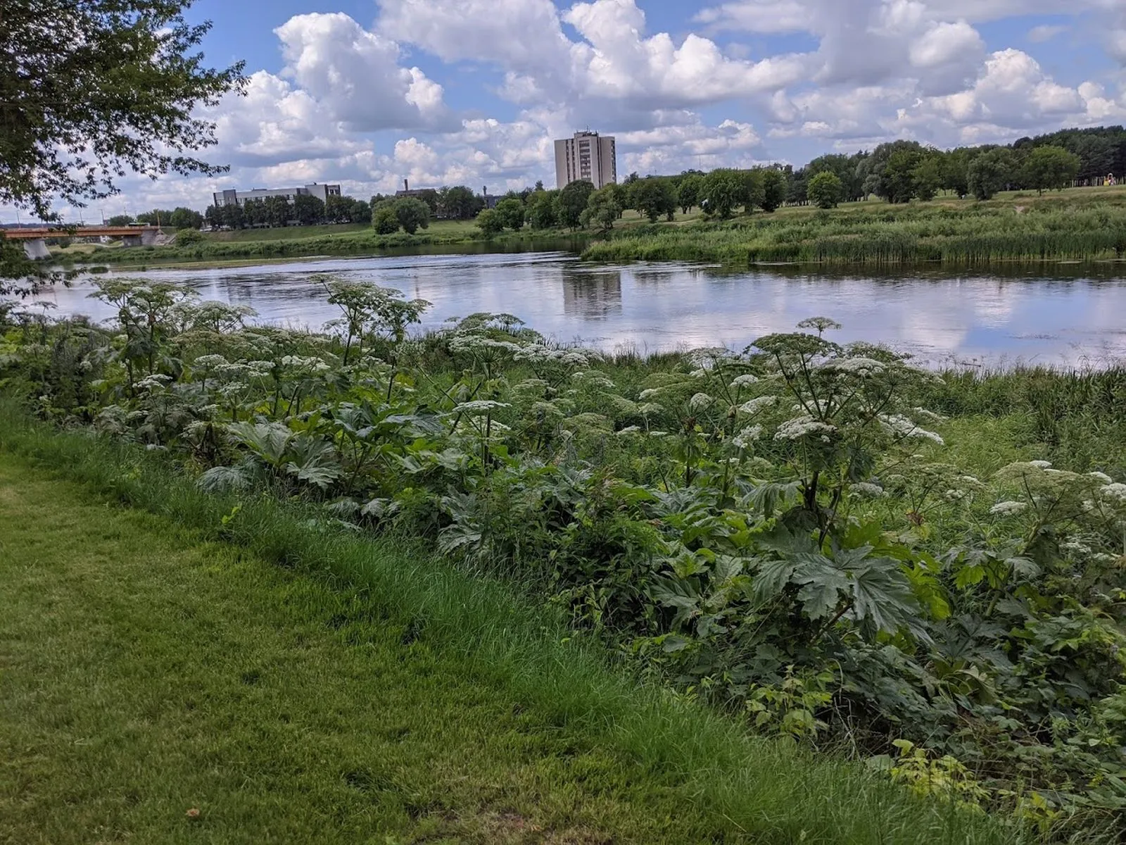 Nesbaigianti kova su Sosnovskio barščiais