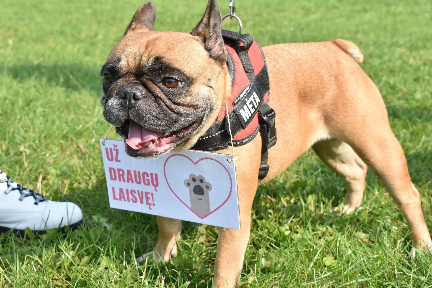 Eitynės už gyvūnų teises