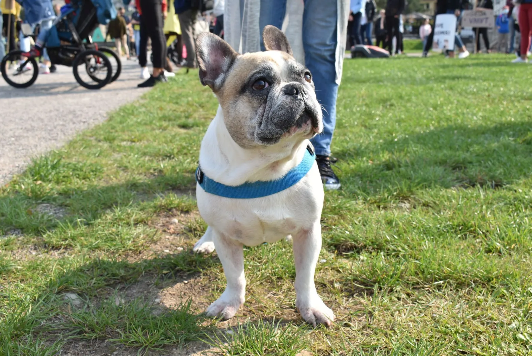 Eitynės už gyvūnų teises