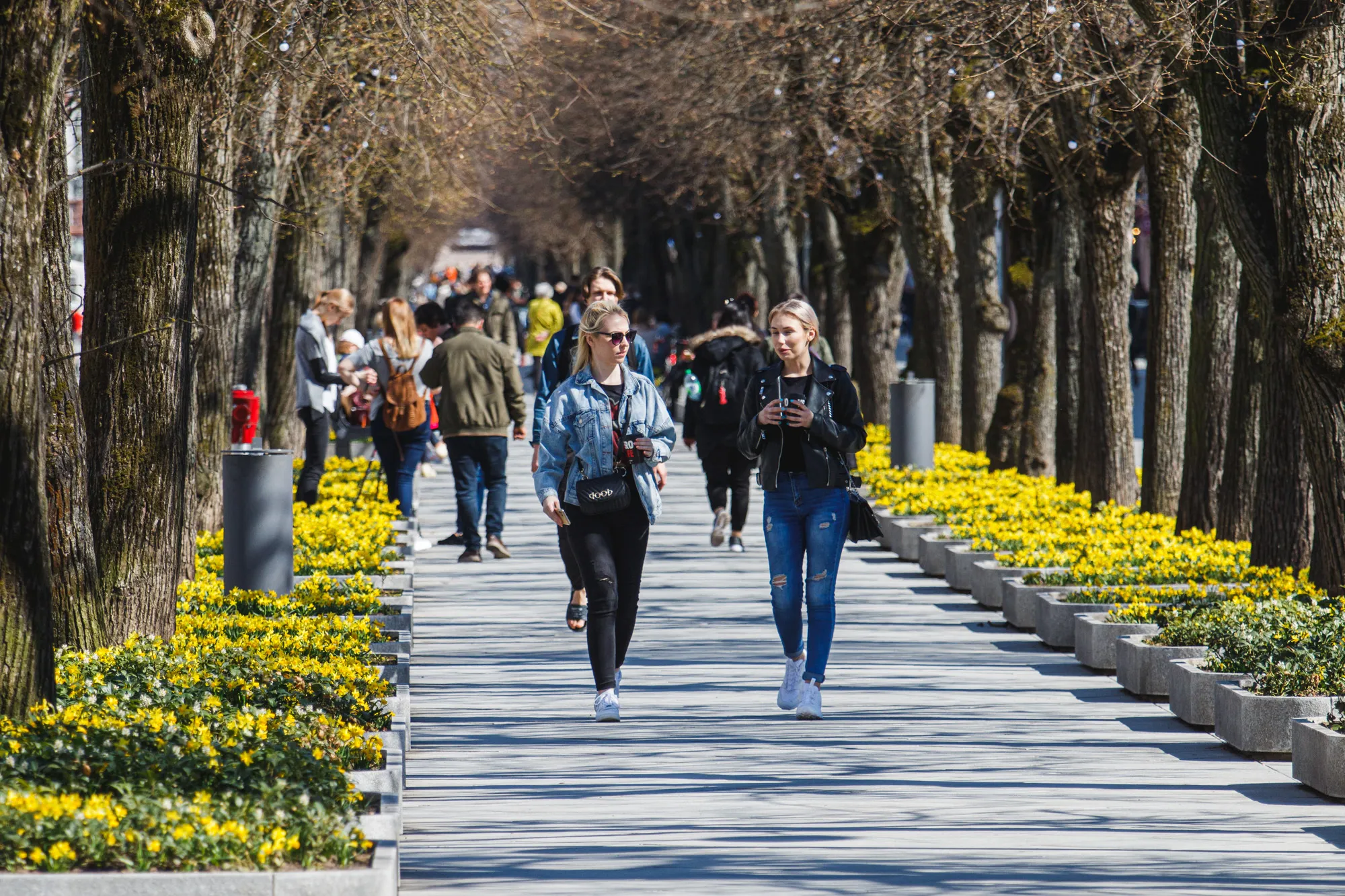 Sužydėjo narcizai Laisvės alėjoje