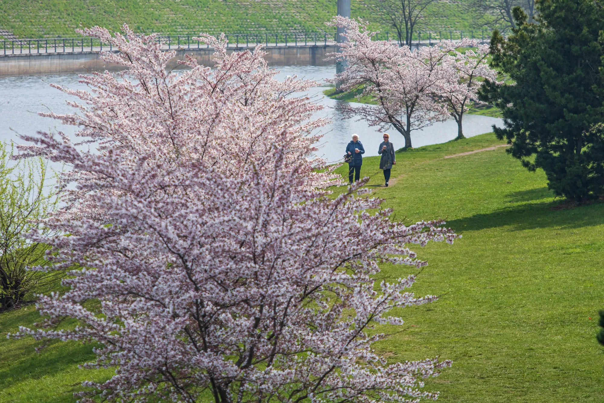 Sužydėjo Sakuros Nemuno saloje