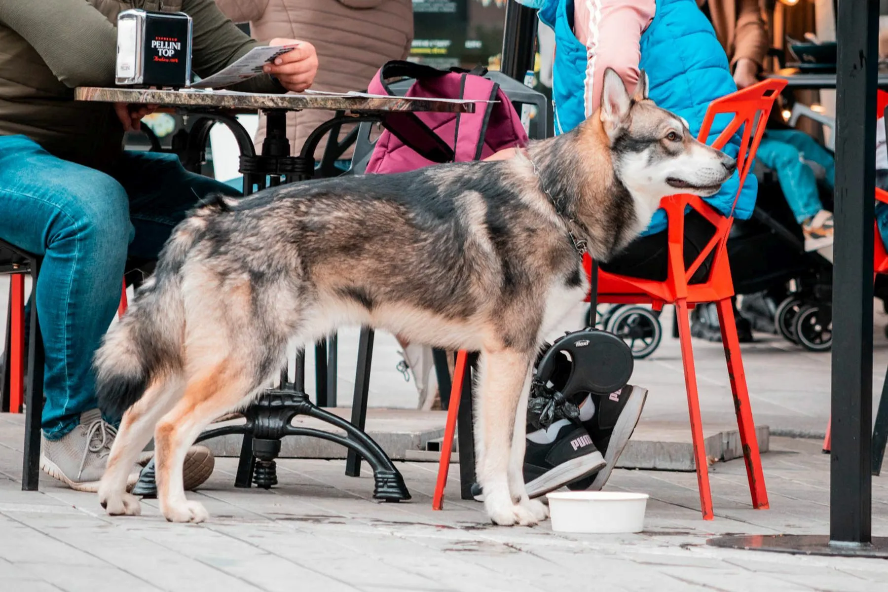 Augintinių konkursas / R. Vilniūtės nuotr.