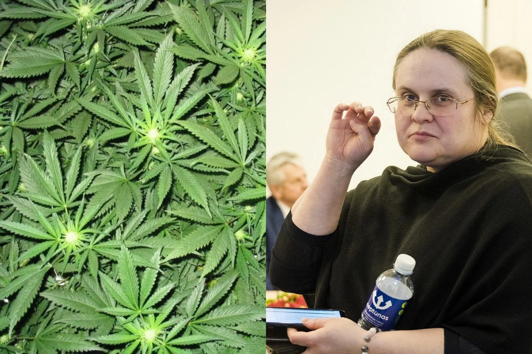 A. Širinskienė ir kanapės