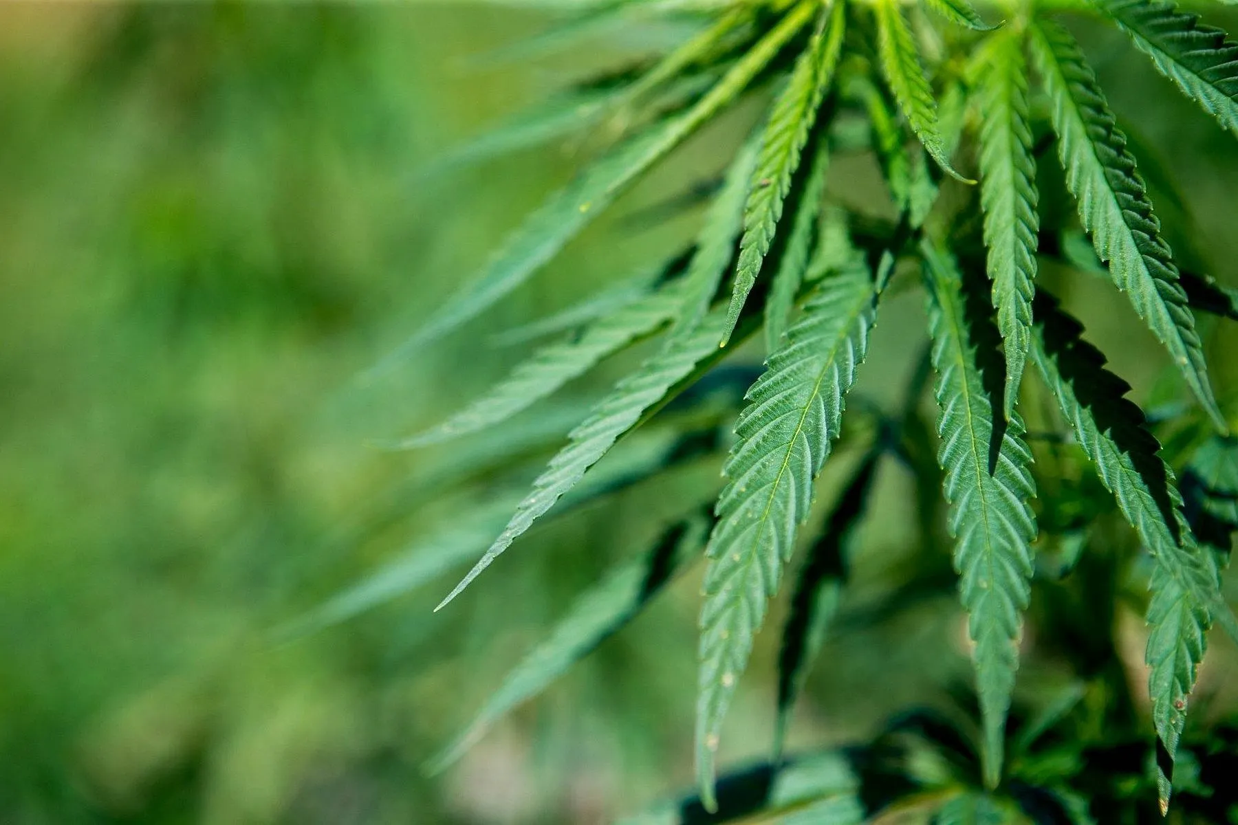 Pluoštinės kanapės