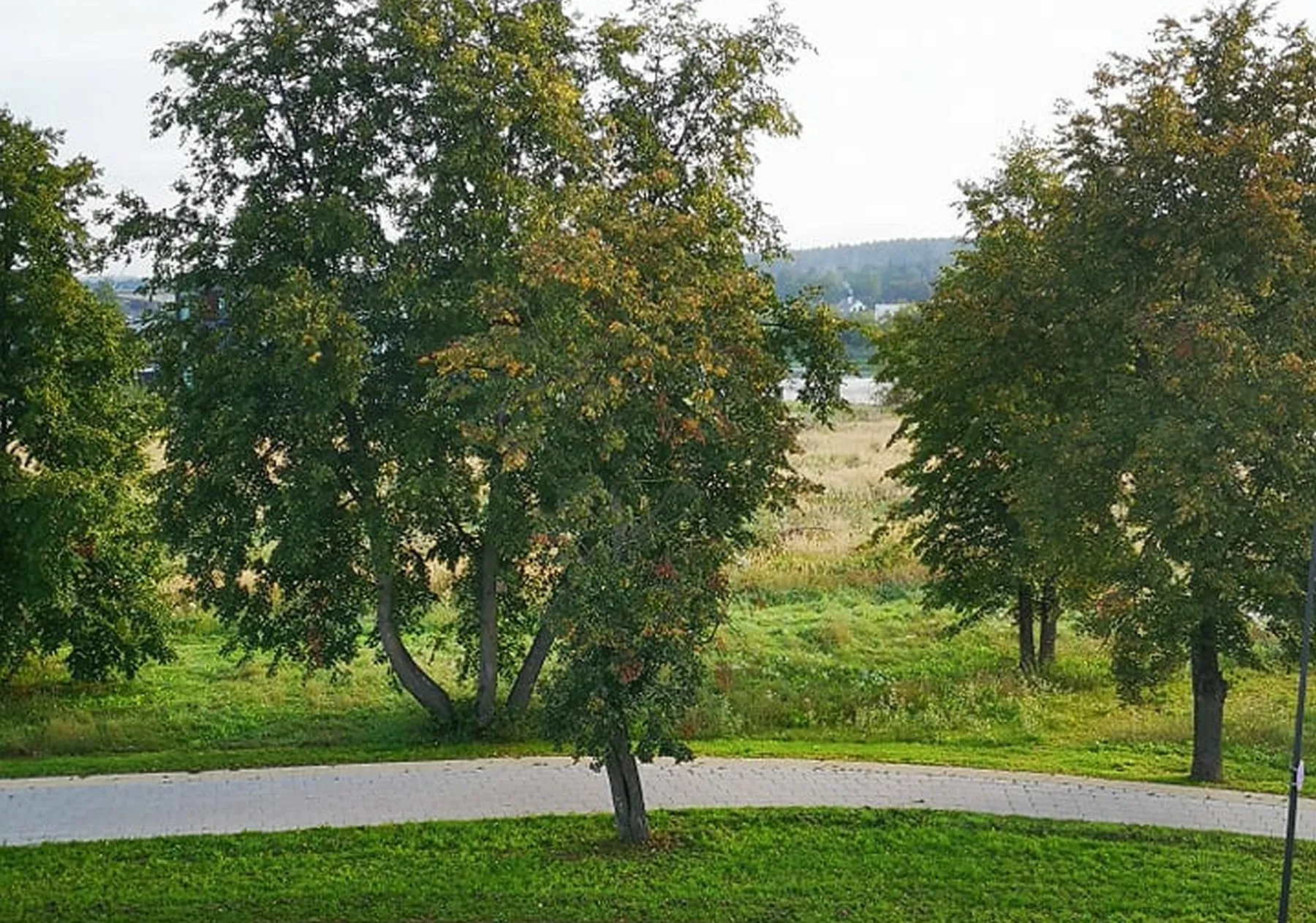 Liepa Vilijampolėje