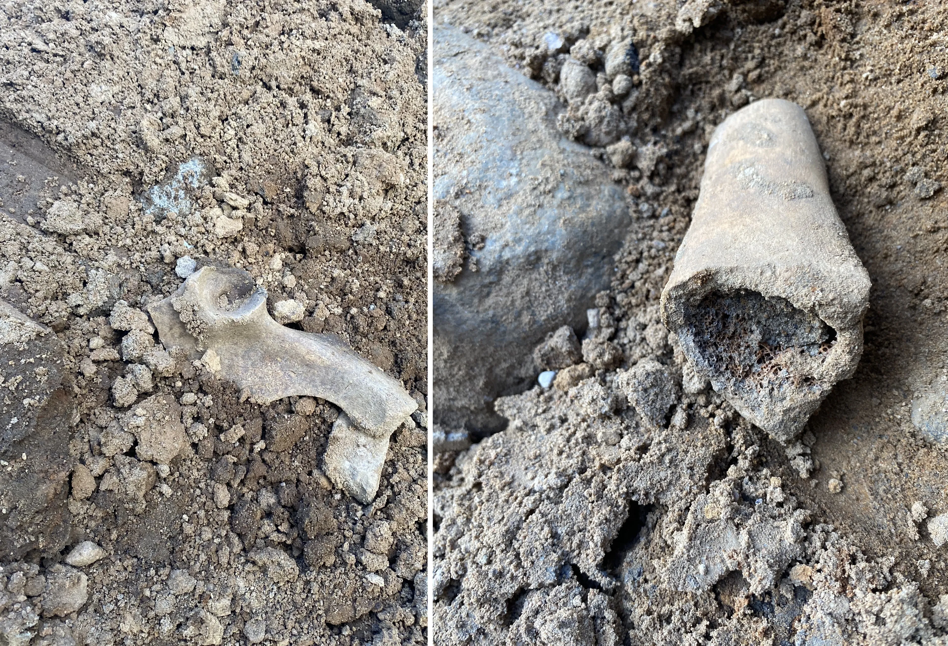 Vilniaus g. rasti kaulai