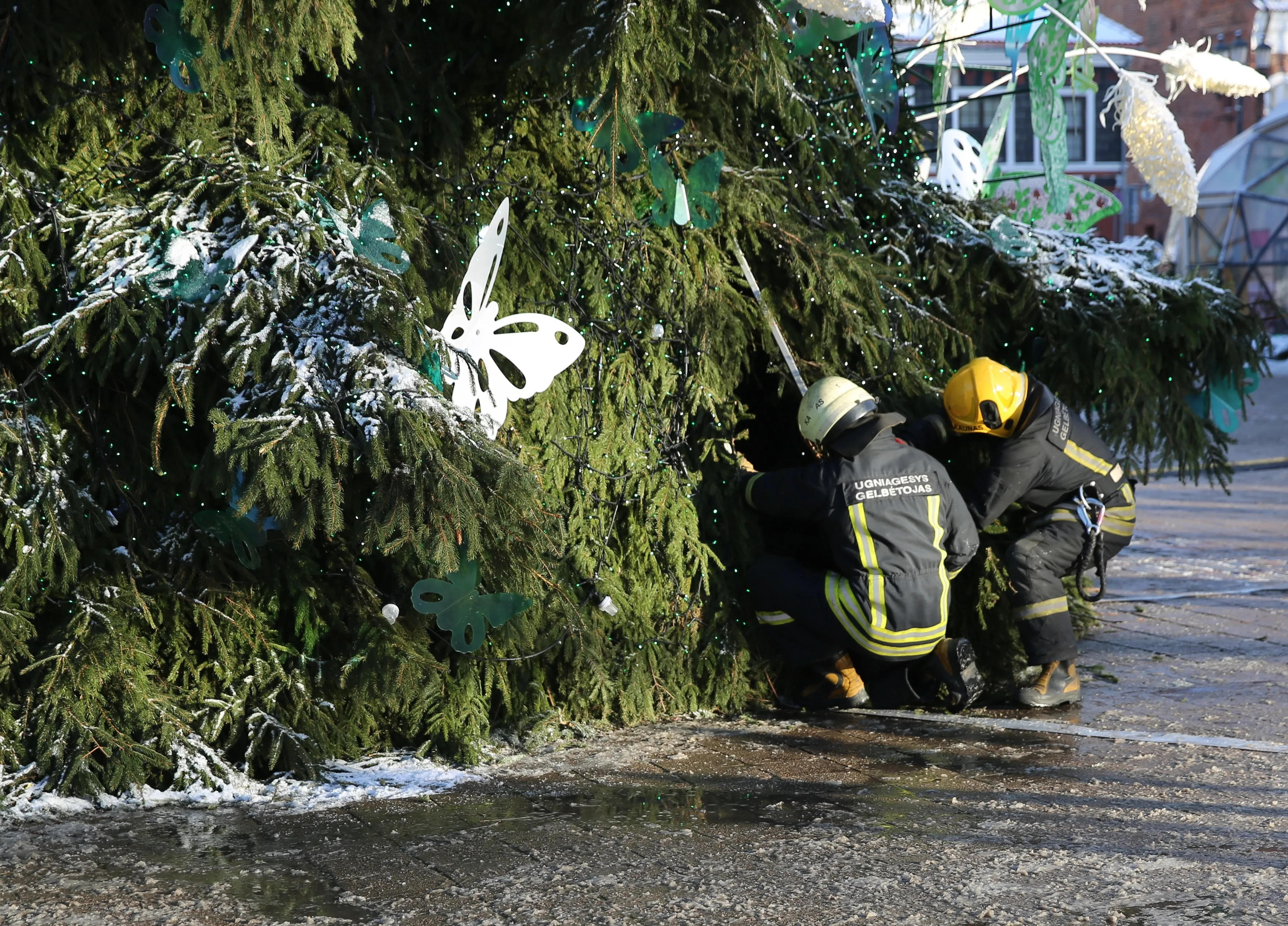 Aliarmas prie Kauno eglės