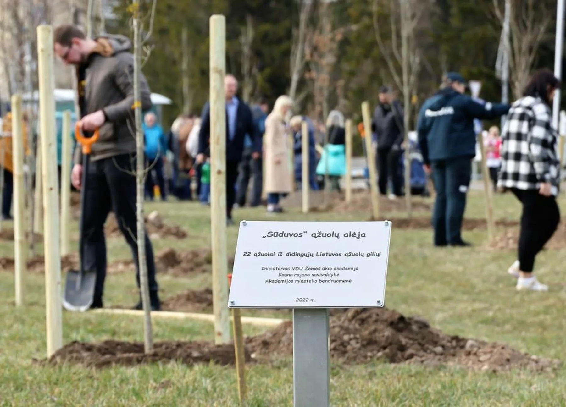 Sūduvos ąžuolų alėja