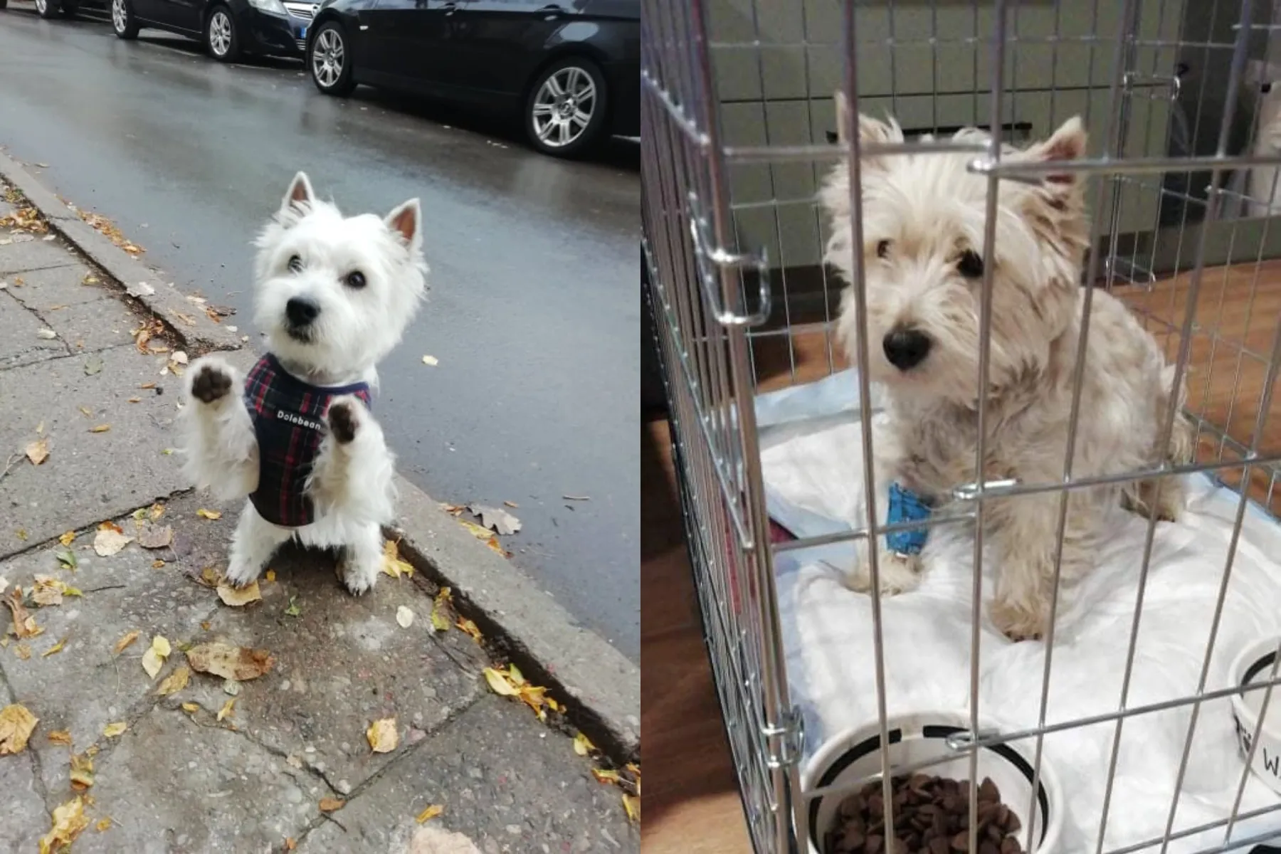 Lubinų gatvėje nutrenktas šuo