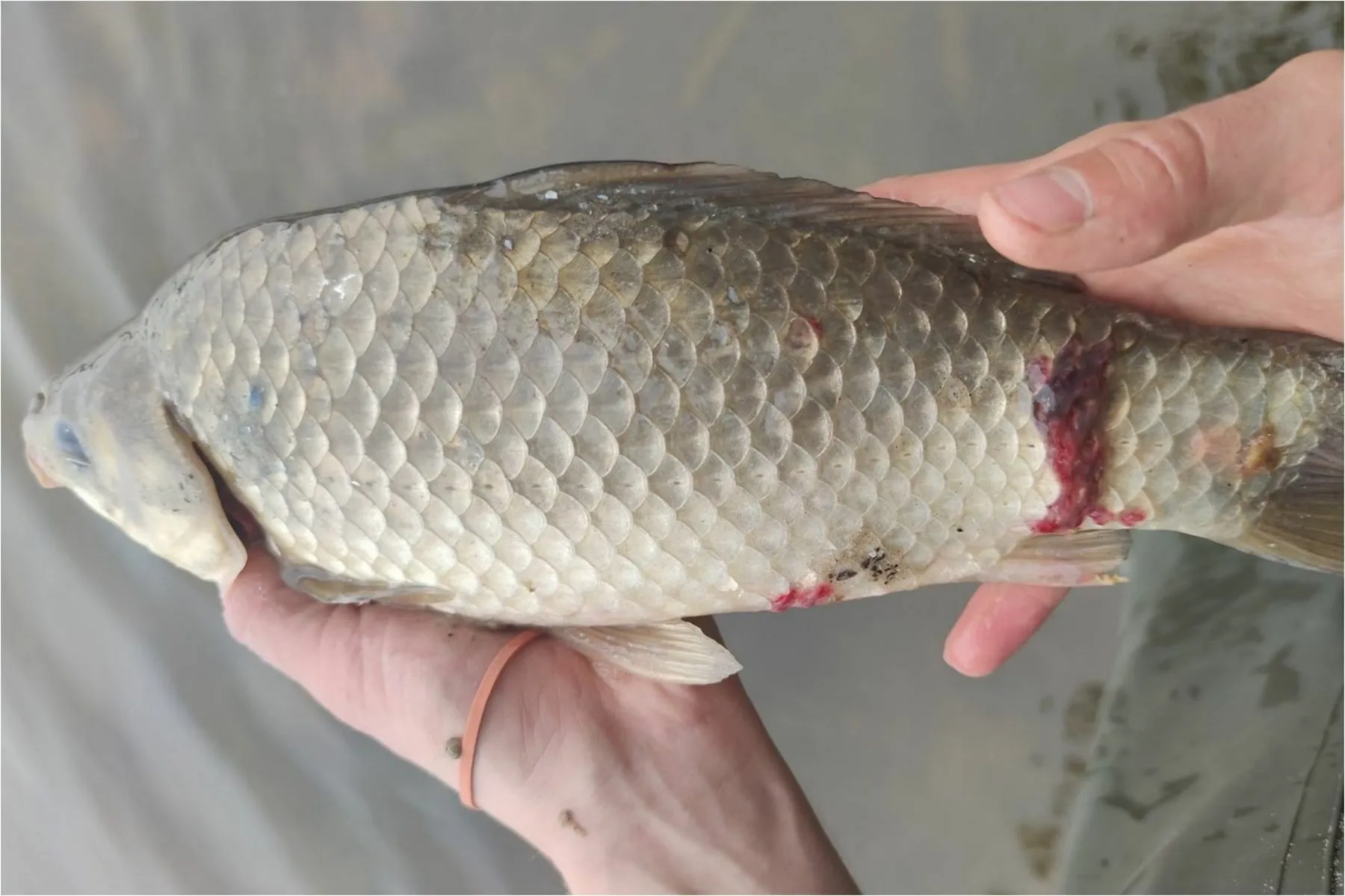 Žuvis iš Kauno marių