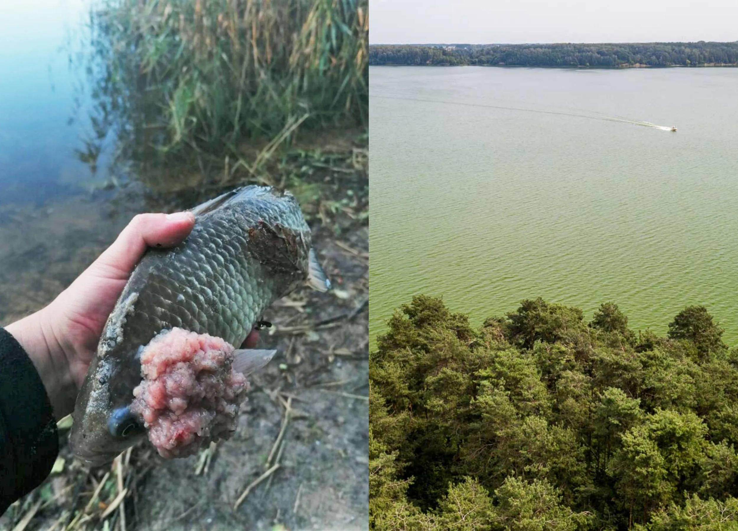 Tarša Kauno mariose