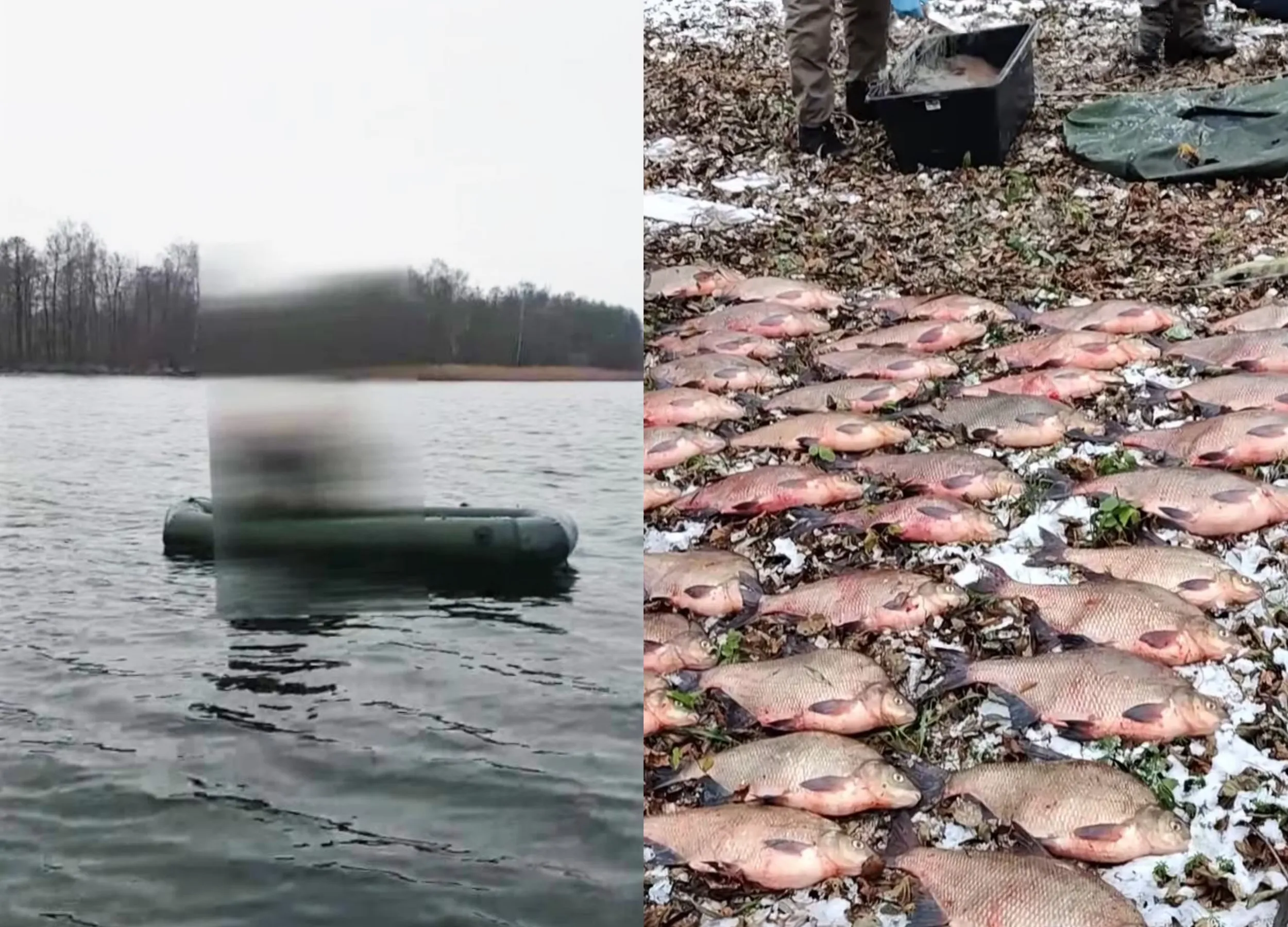 Brakonierius Kauno mariose