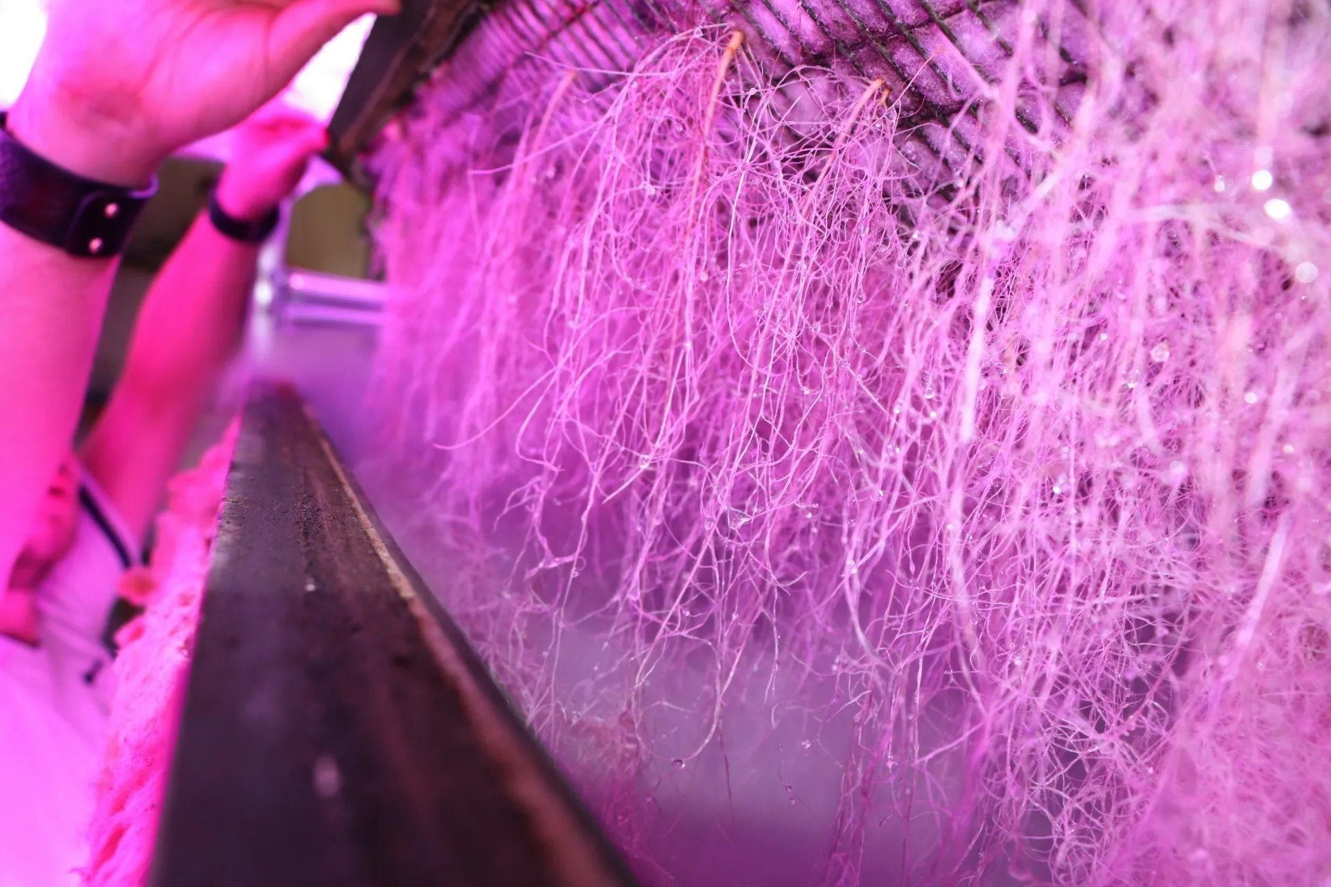 „Baltic Freya“ startuolis