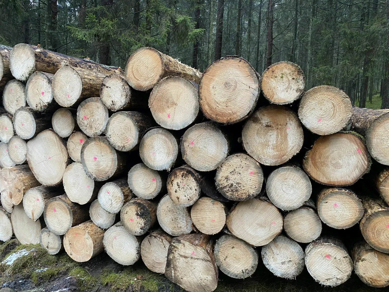 Kačerginėje kertami medžiai / Skaitytojo nuotr.