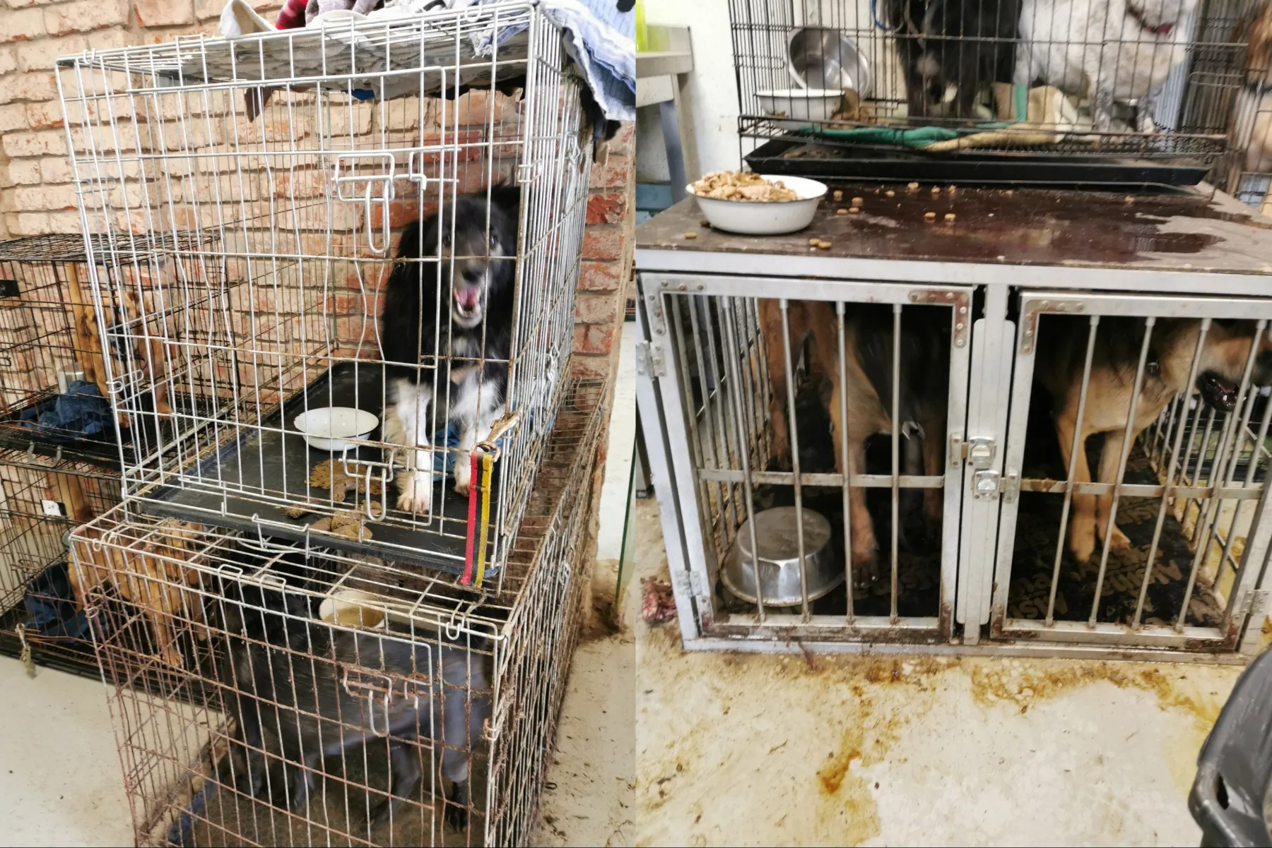 Gyvūnų prieglauda „Penkta koja“ / VMVT nuotr.