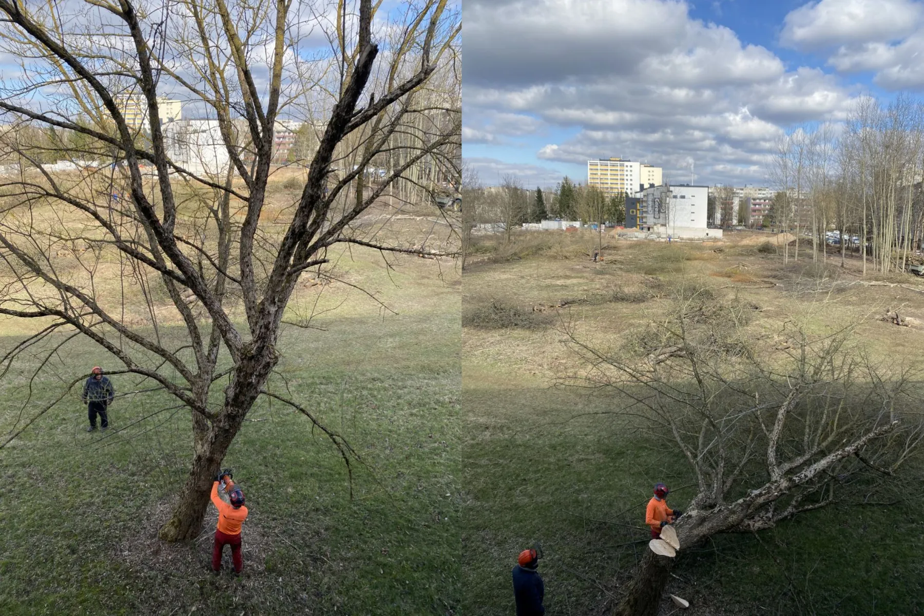 Kertami medžiai Partizanų g. stadione