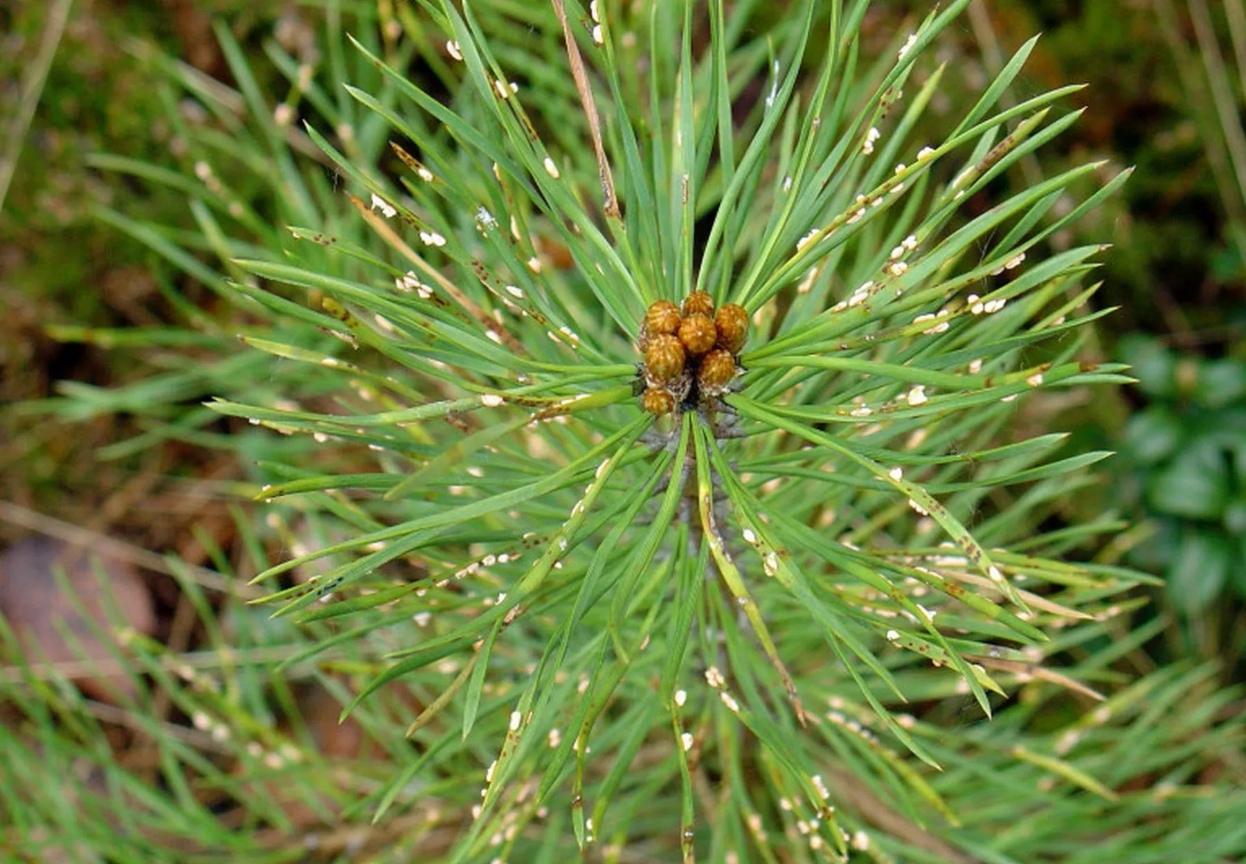 grybelis – pušų spyglių rūdys
