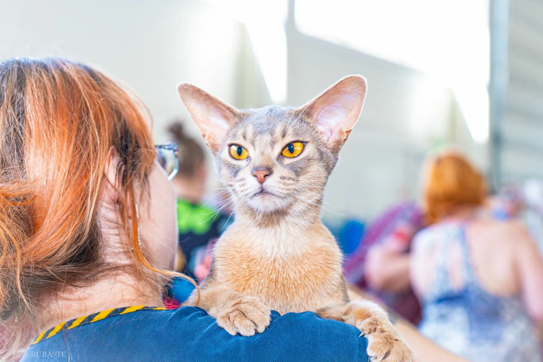 Kauno rajone vykusioje parodoje žiūrovai grožėjosi įvairiausių veislių katėmis