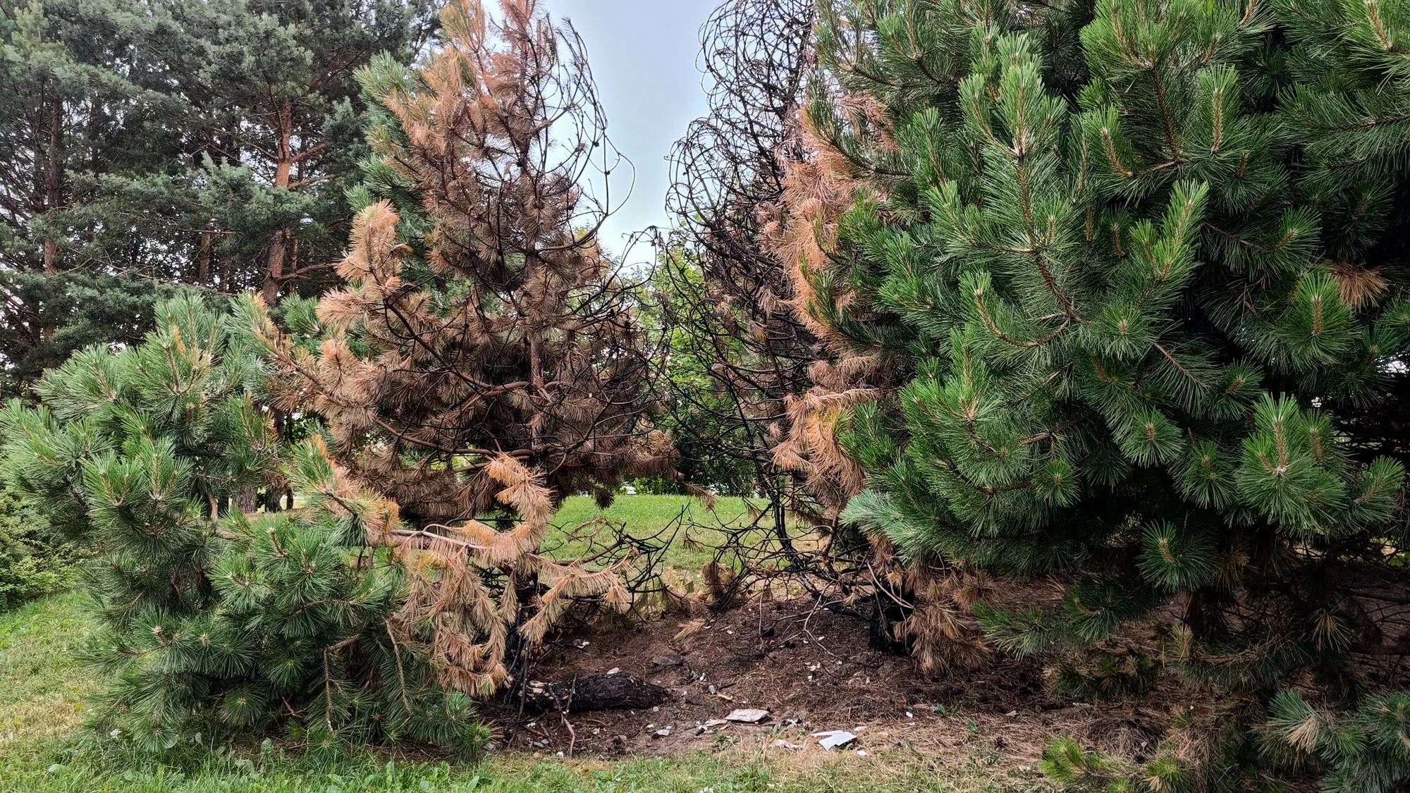 Suniokotas Santarvės parkas