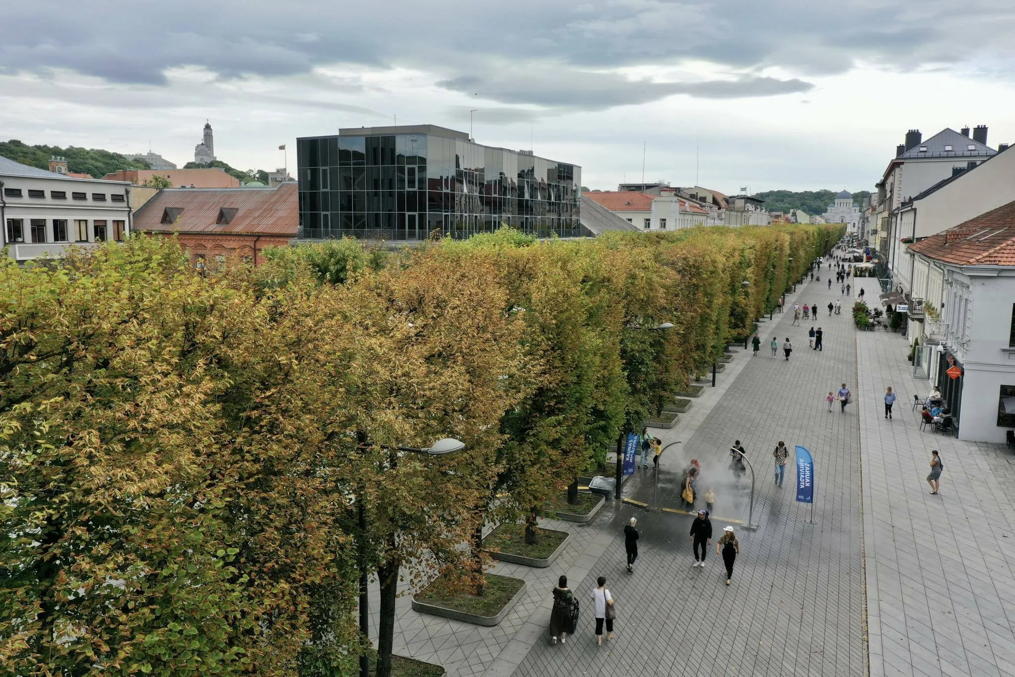 Laisvės alėjos liepos