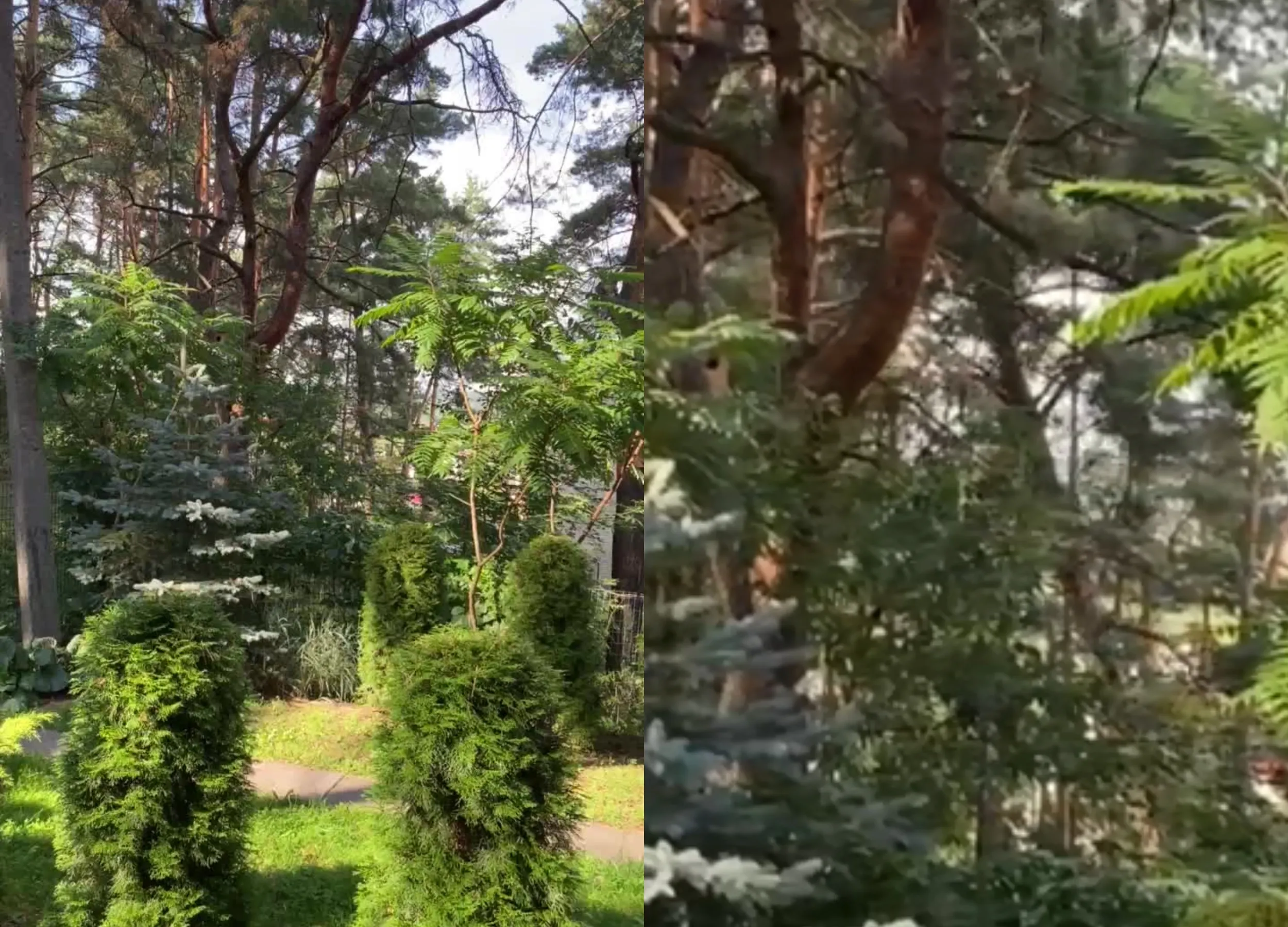 Kertamas miškas Karmėlavoje