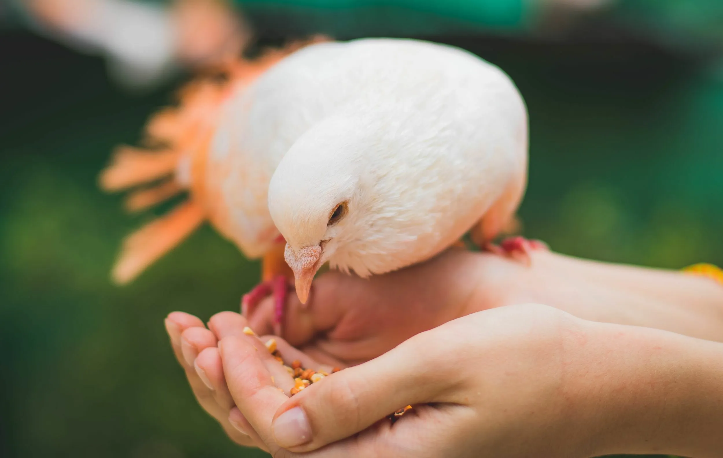 Paukščių lesinimas