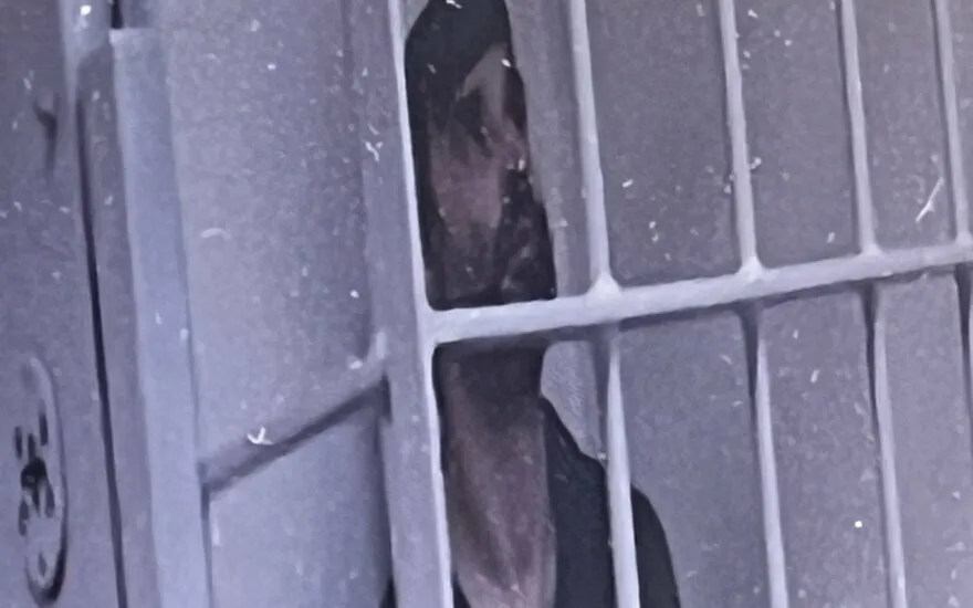 Mindaugas Vilčinskas