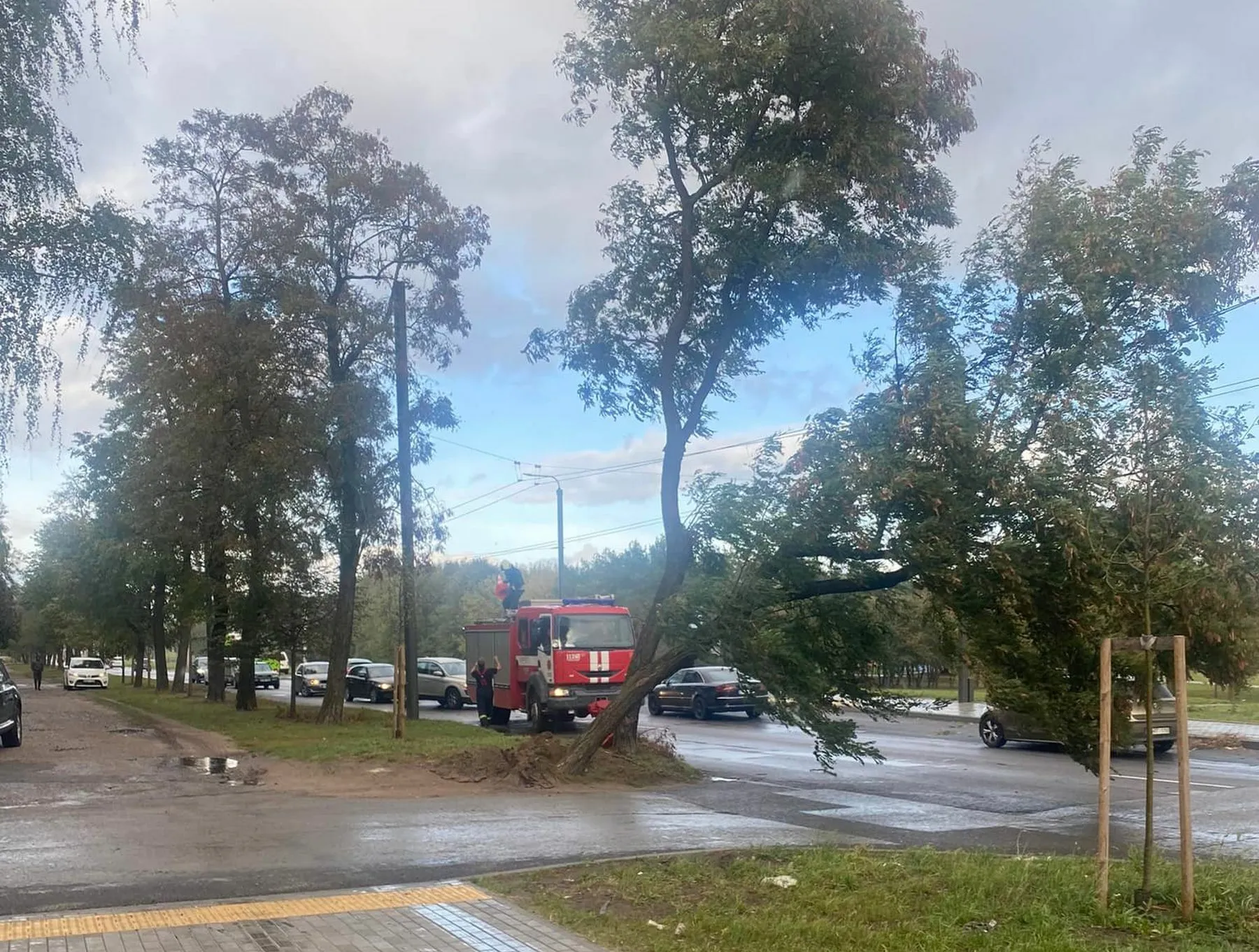 Neries krantinėje pasviręs medis